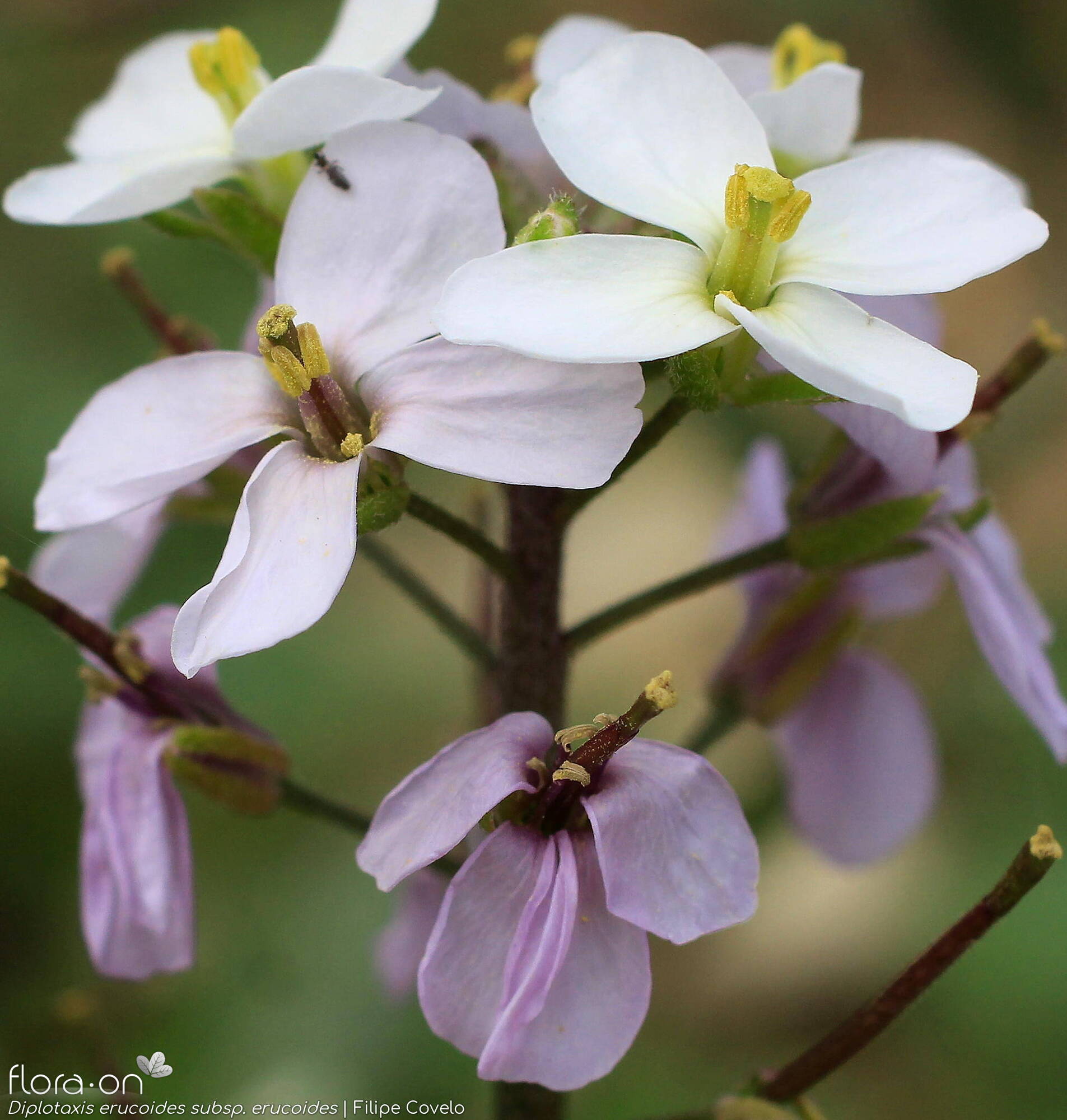 Diplotaxis erucoides erucoides - Flor (close-up) | Filipe Covelo; CC BY-NC 4.0