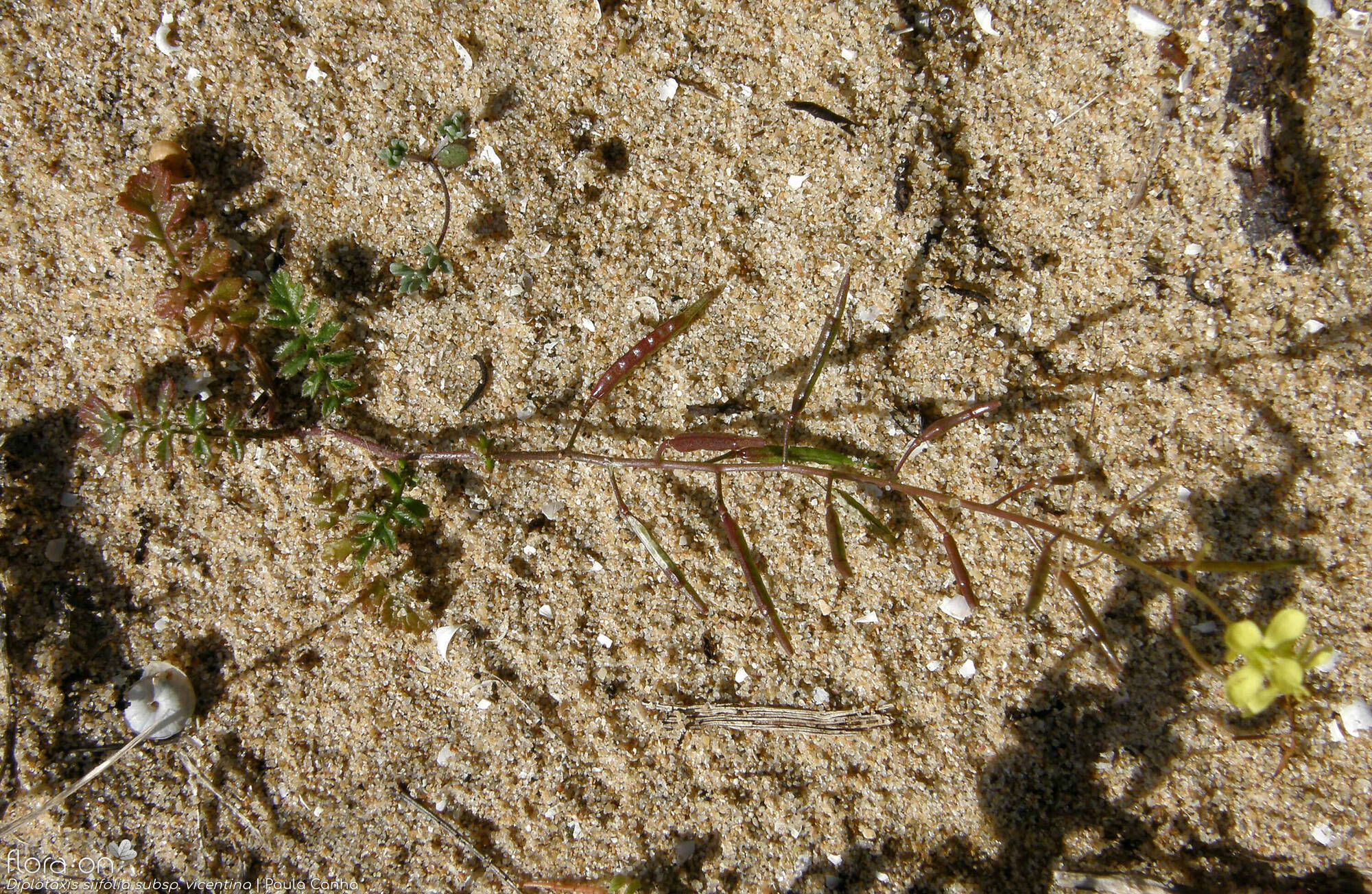 Diplotaxis siifolia - Hábito | Paula Canha; CC BY-NC 4.0