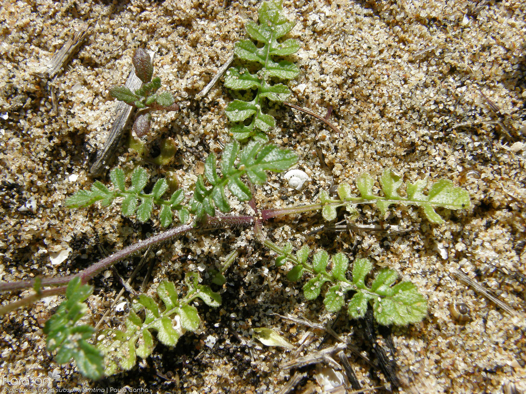 Diplotaxis siifolia - Folha (geral) | Paula Canha; CC BY-NC 4.0