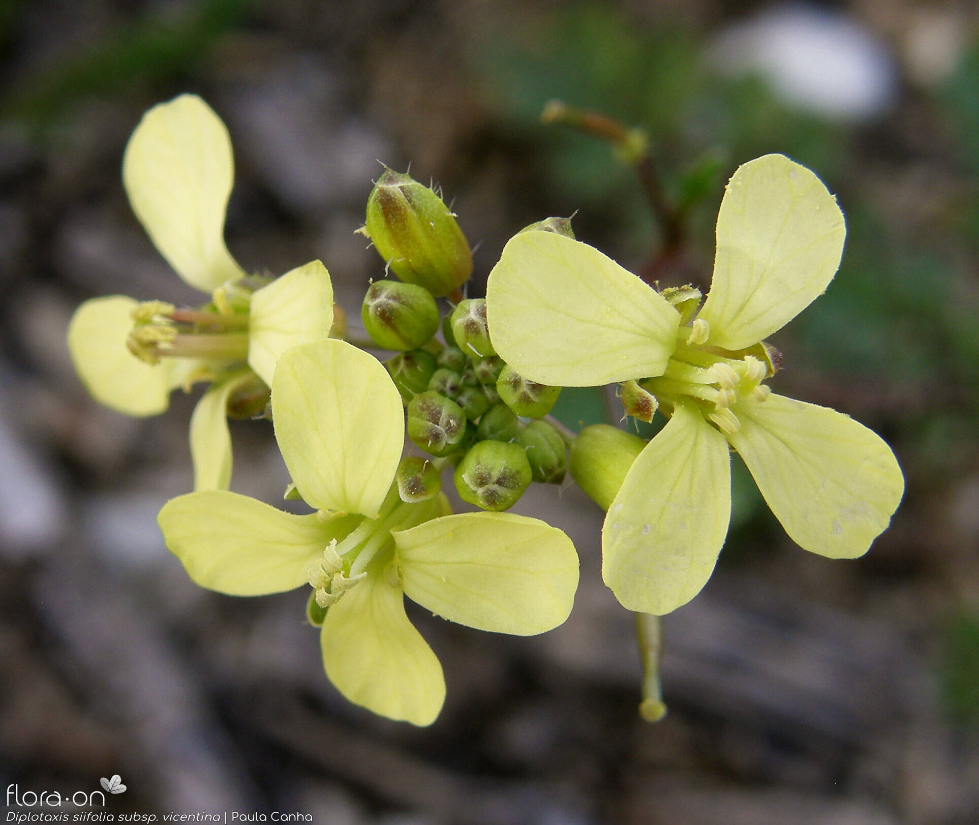 Diplotaxis siifolia - Flor (close-up) | Paula Canha; CC BY-NC 4.0