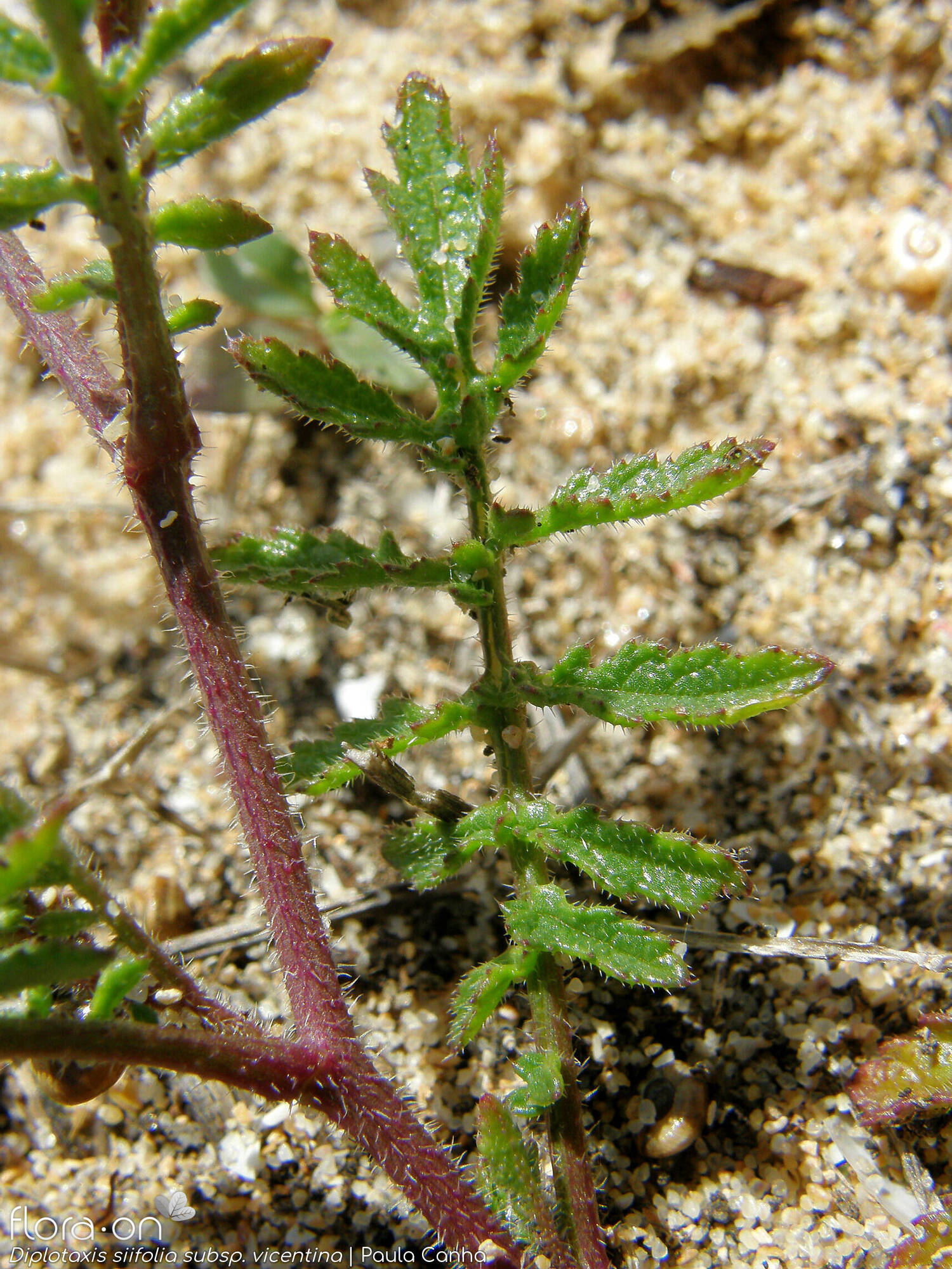 Diplotaxis siifolia - Folha | Paula Canha; CC BY-NC 4.0