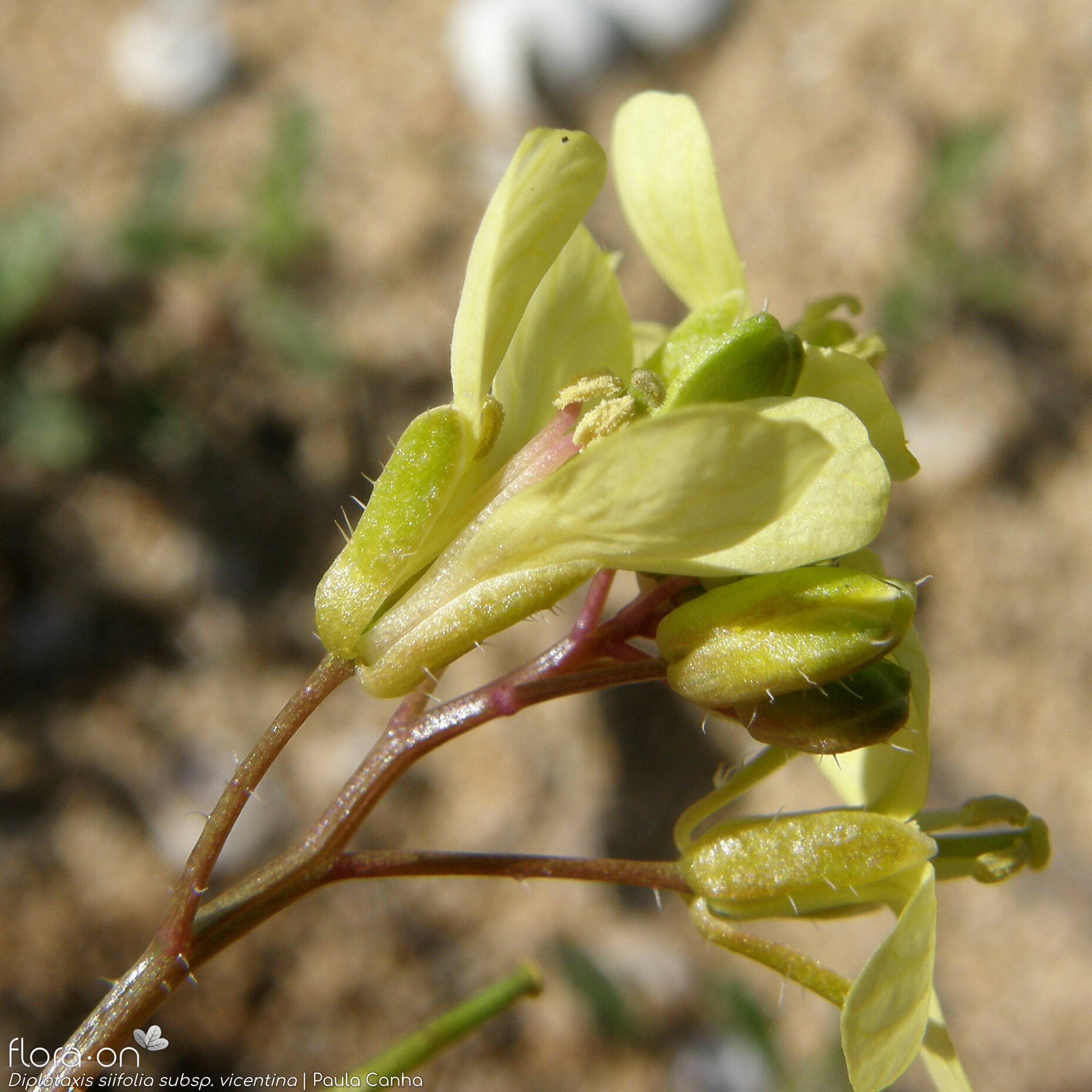 Diplotaxis siifolia - Cálice | Paula Canha; CC BY-NC 4.0