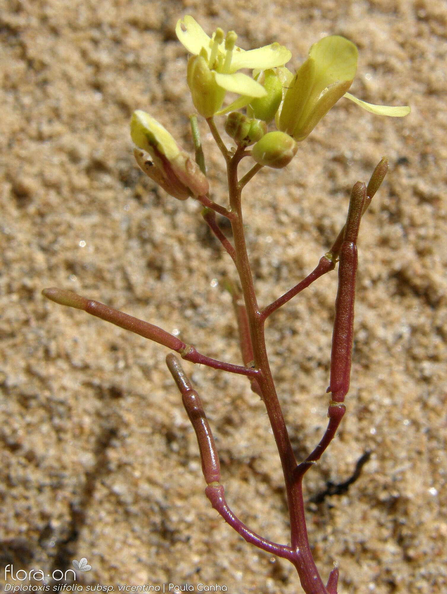 Diplotaxis siifolia - Flor (geral) | Paula Canha; CC BY-NC 4.0