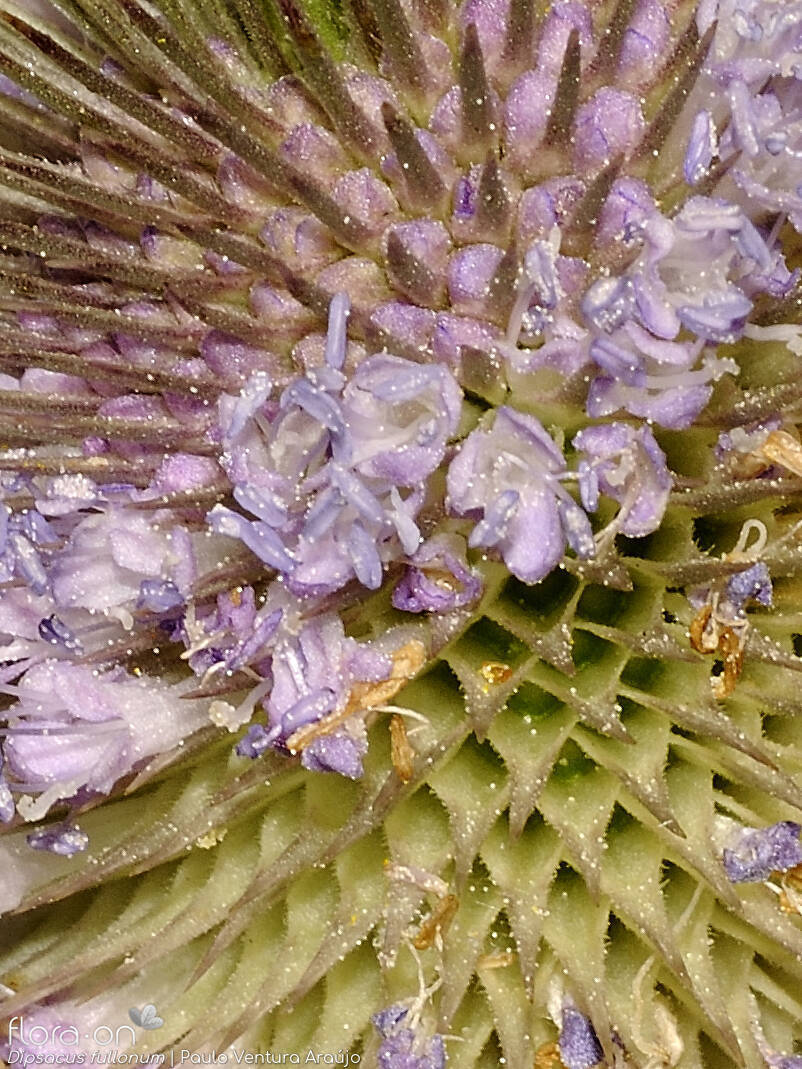 Dipsacus fullonum - Flor (close-up) | Paulo Ventura Araújo; CC BY-NC 4.0