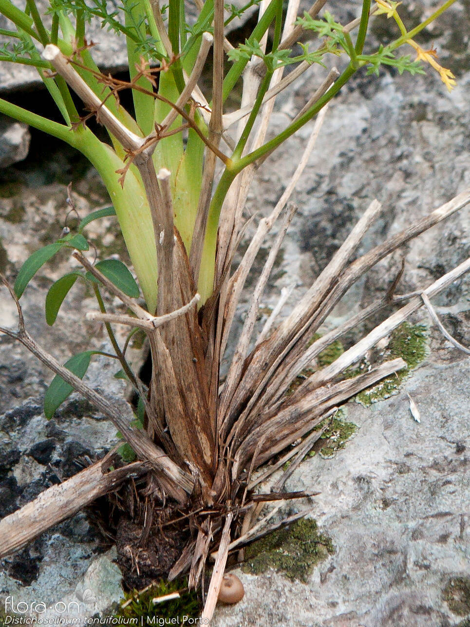 Distichoselinum tenuifolium - Folha | Miguel Porto; CC BY-NC 4.0