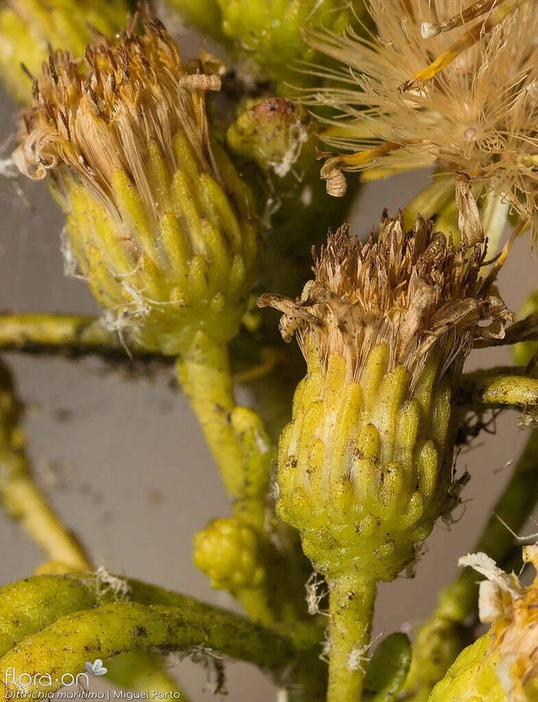 Dittrichia maritima - Bráctea | Miguel Porto; CC BY-NC 4.0