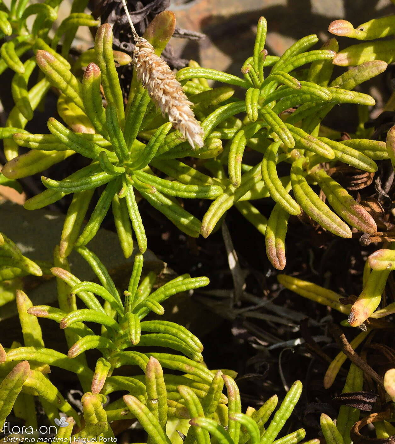 Dittrichia maritima - Folha (geral) | Miguel Porto; CC BY-NC 4.0