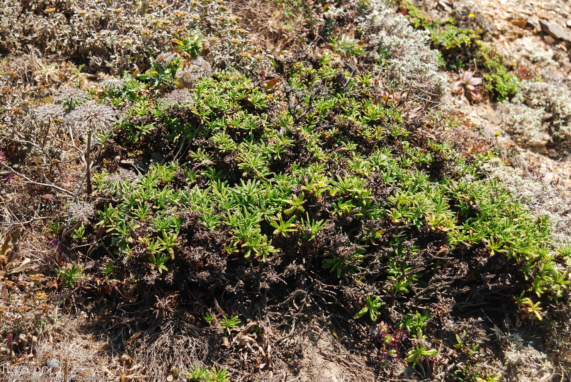 Dittrichia maritima - Hábito | Pedro Arsénio; CC BY-NC 4.0