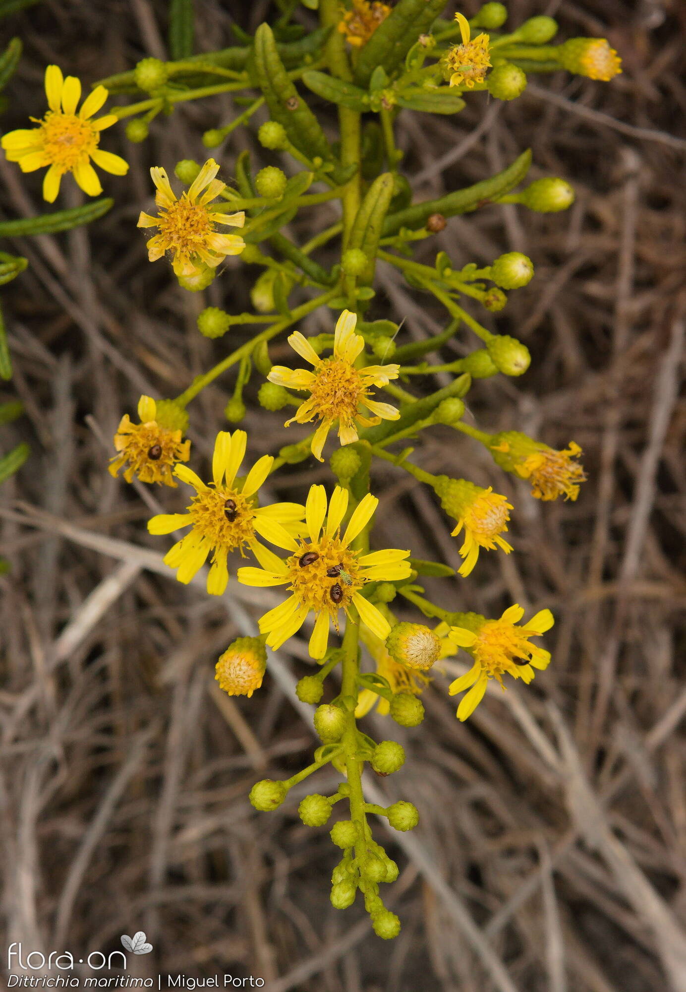 Dittrichia maritima - Flor (geral) | Miguel Porto; CC BY-NC 4.0