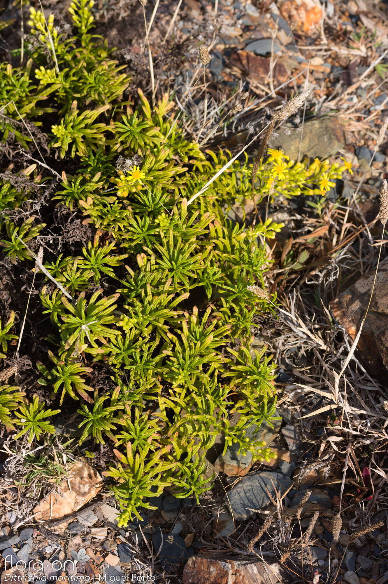 Dittrichia maritima - Hábito | Miguel Porto; CC BY-NC 4.0