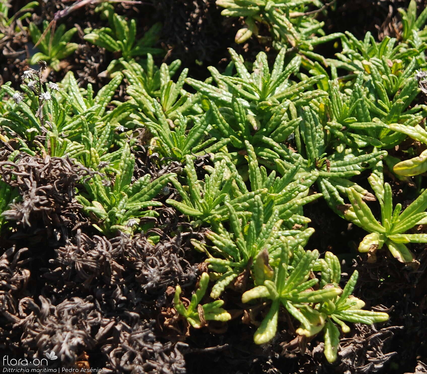 Dittrichia maritima - Folha (geral) | Pedro Arsénio; CC BY-NC 4.0