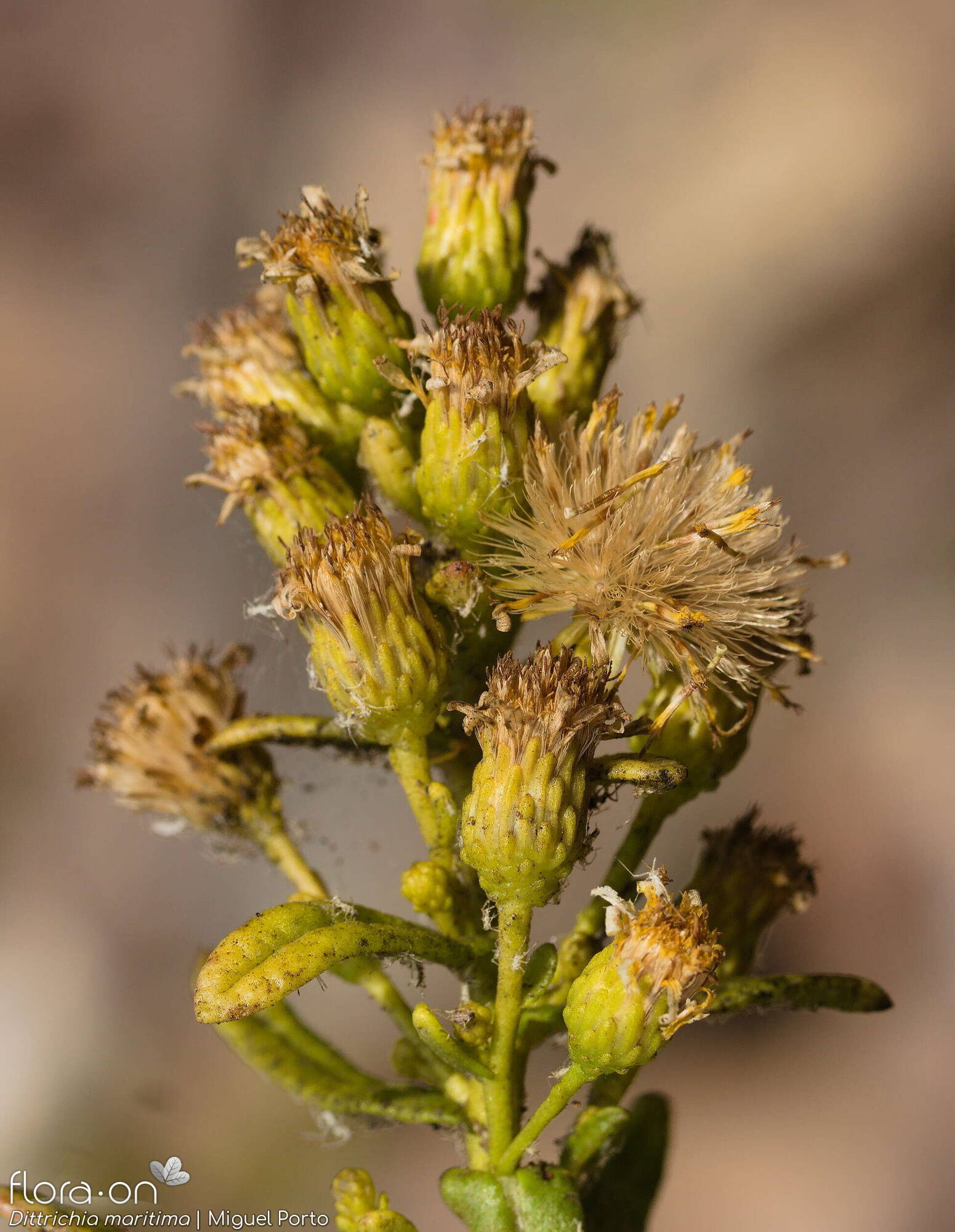 Dittrichia maritima - Flor (geral) | Miguel Porto; CC BY-NC 4.0