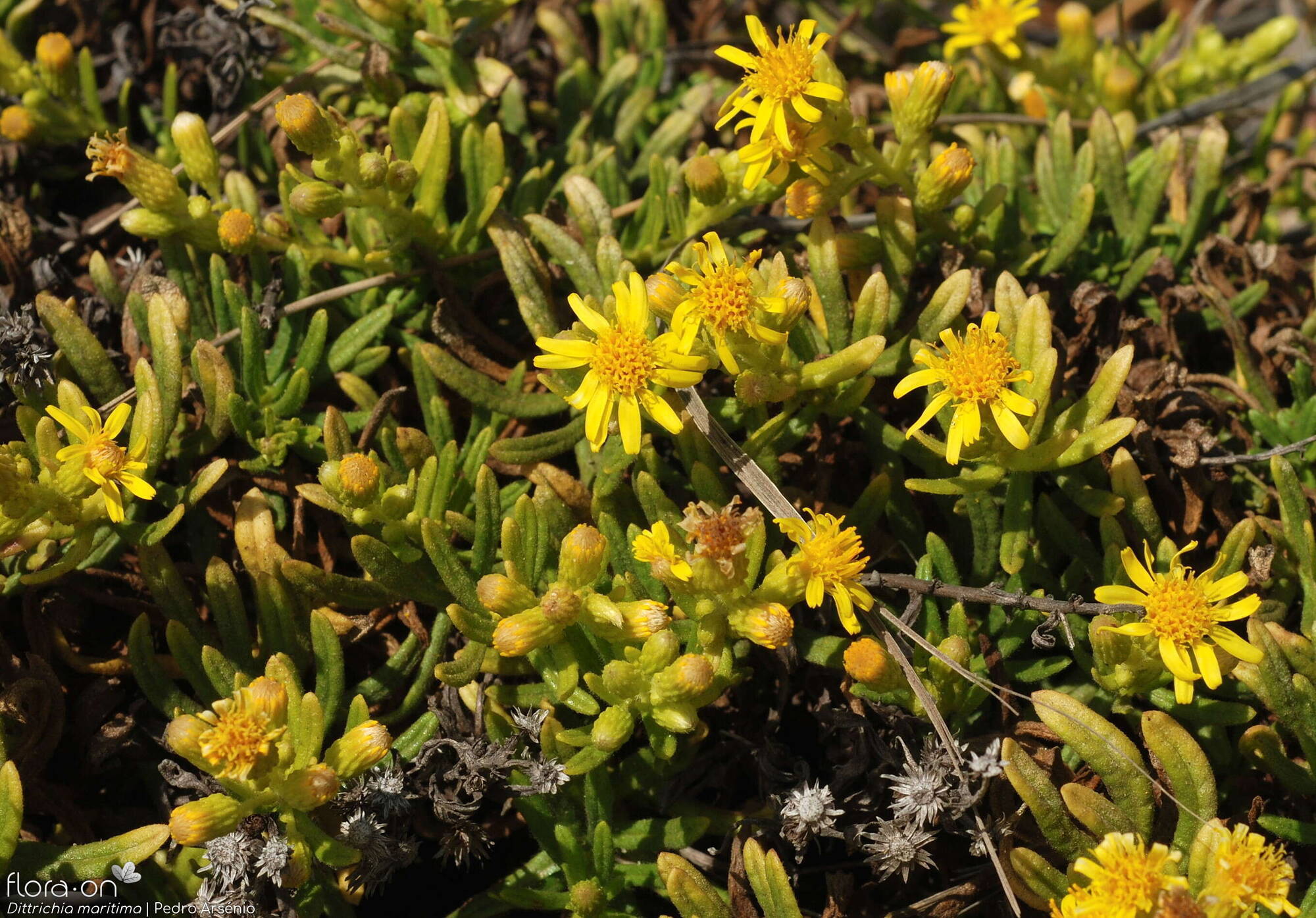 Dittrichia maritima - Flor (geral) | Pedro Arsénio; CC BY-NC 4.0
