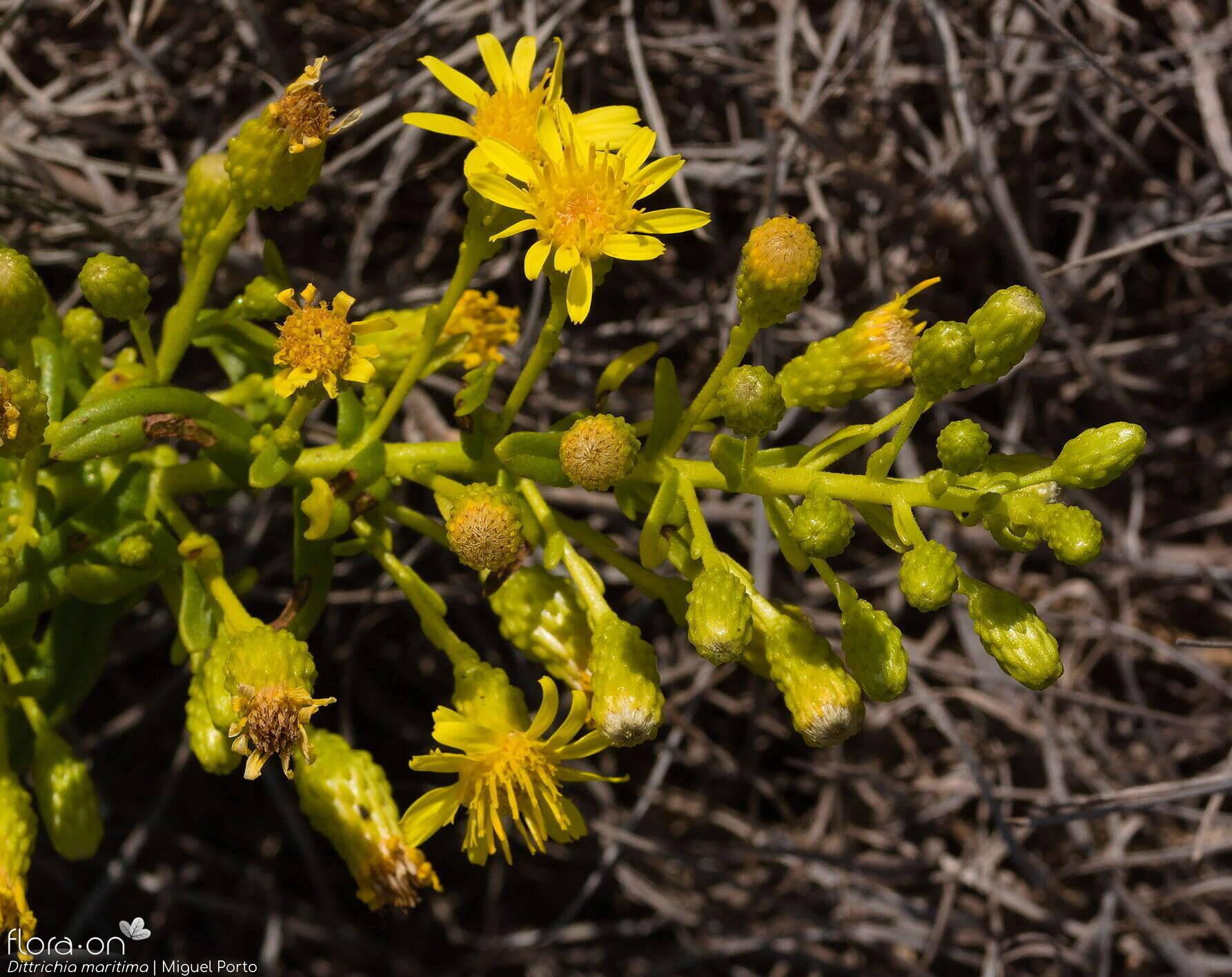 Dittrichia maritima - Flor (geral) | Miguel Porto; CC BY-NC 4.0