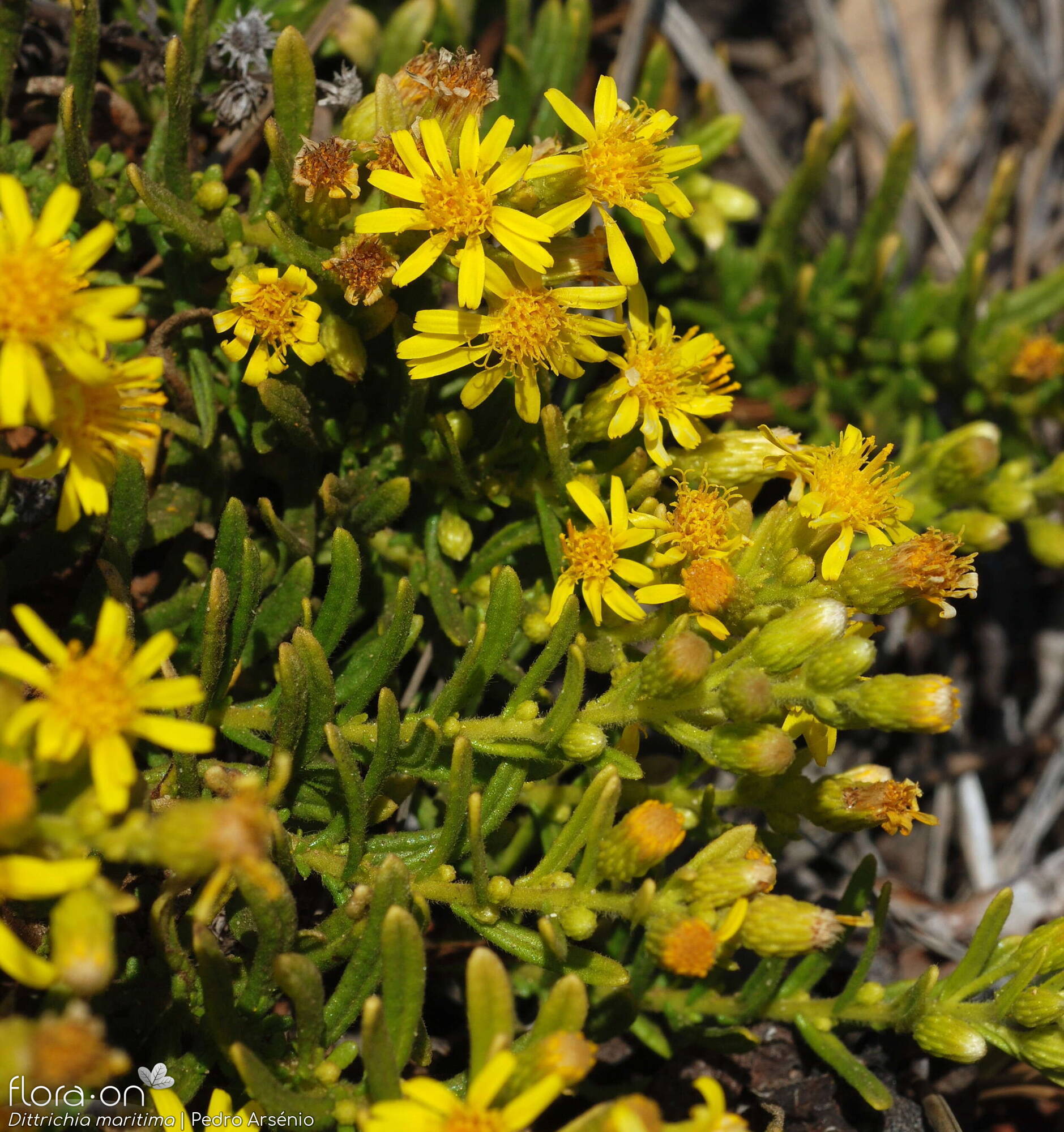 Dittrichia maritima - Flor (geral) | Pedro Arsénio; CC BY-NC 4.0