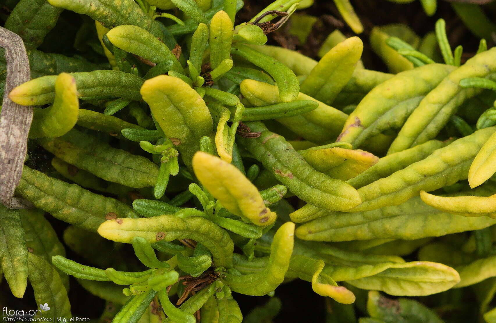 Dittrichia maritima - Folha | Miguel Porto; CC BY-NC 4.0