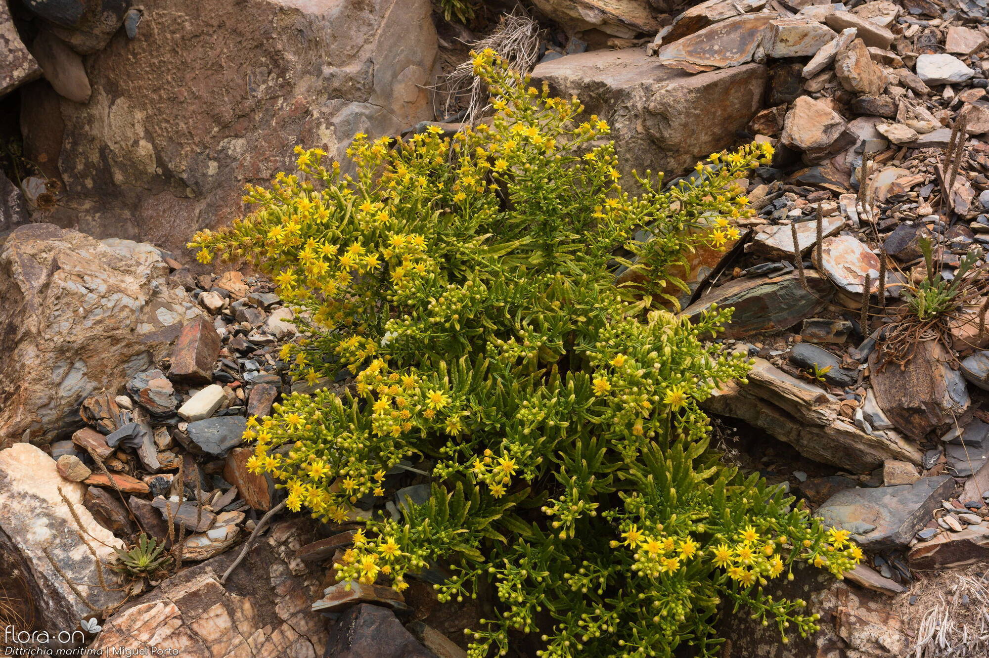 Dittrichia maritima - Hábito | Miguel Porto; CC BY-NC 4.0