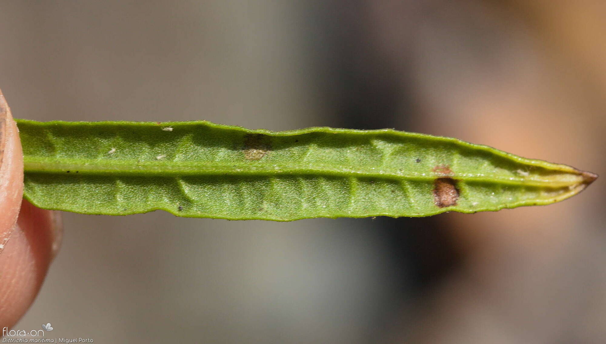 Dittrichia maritima - Folha | Miguel Porto; CC BY-NC 4.0