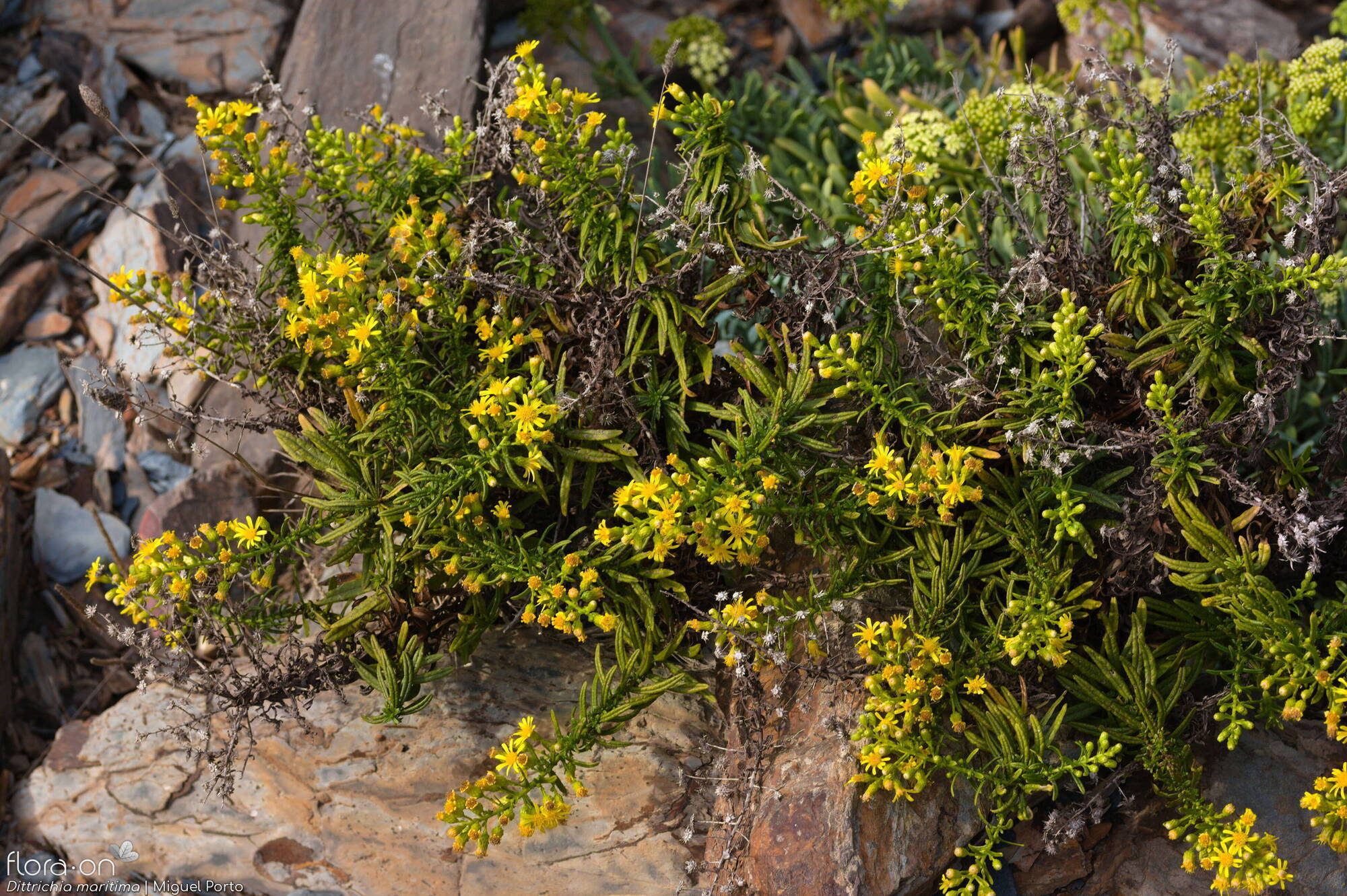 Dittrichia maritima - Hábito | Miguel Porto; CC BY-NC 4.0