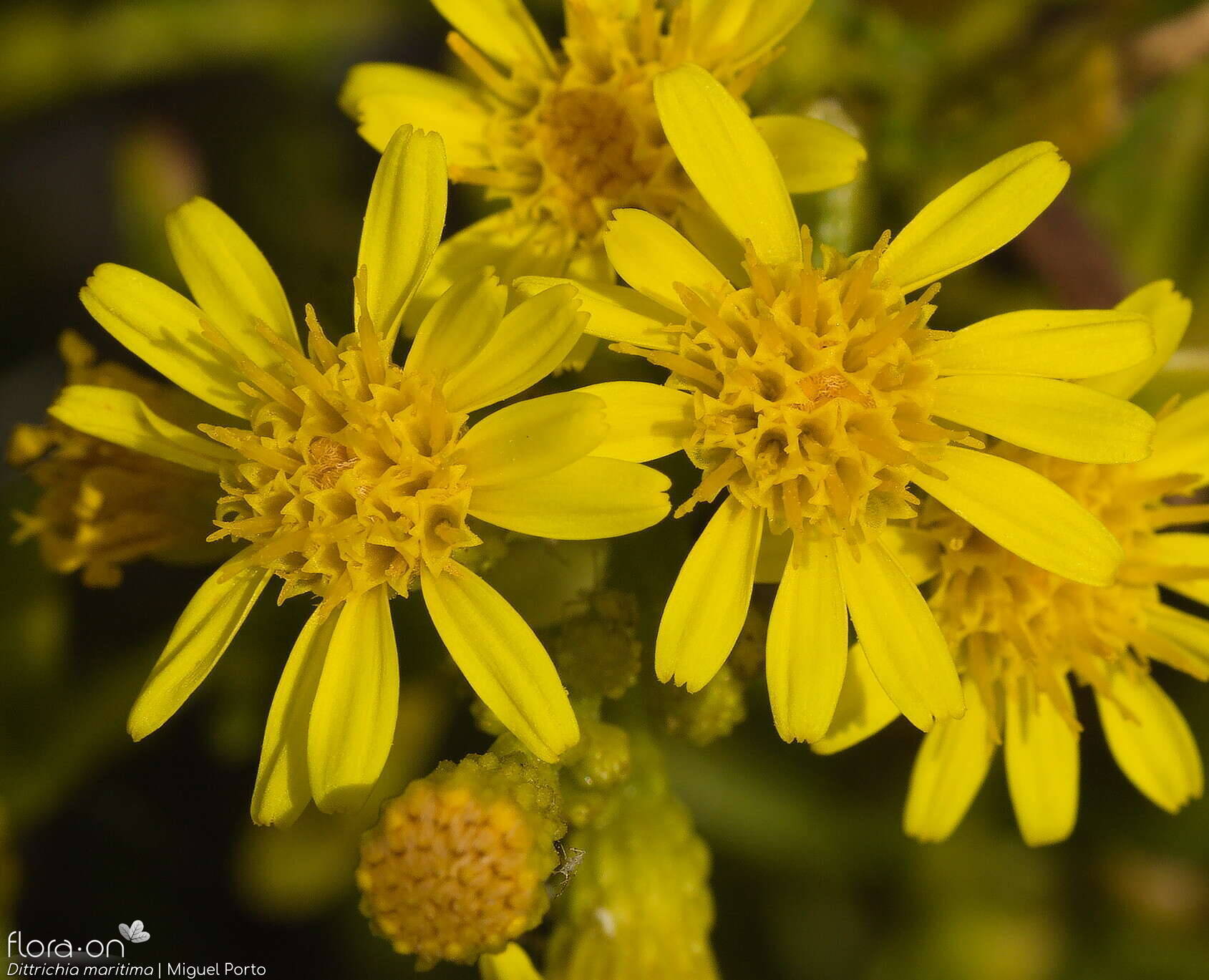 Dittrichia maritima - Capítulo | Miguel Porto; CC BY-NC 4.0