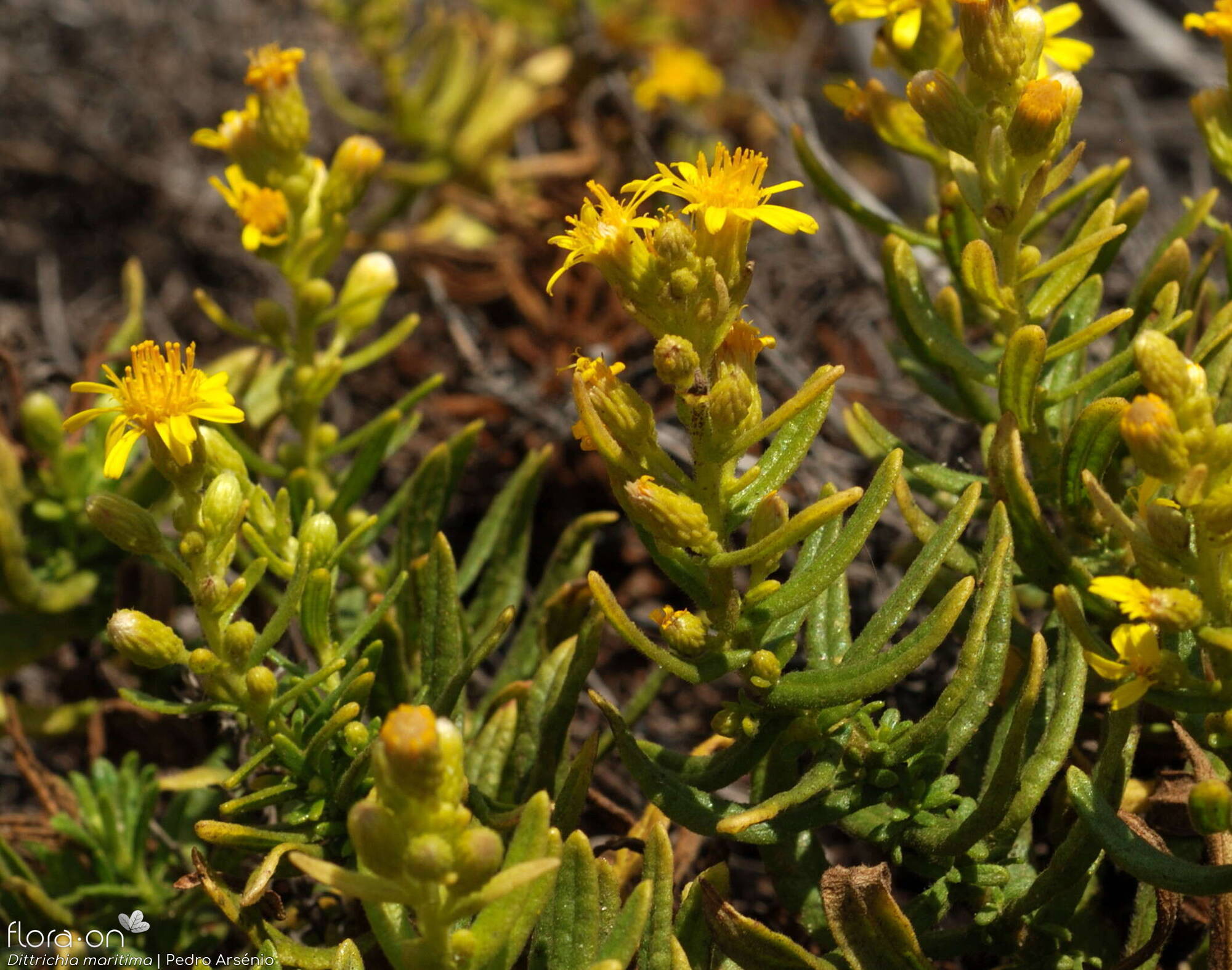 Dittrichia maritima - Flor (geral) | Pedro Arsénio; CC BY-NC 4.0