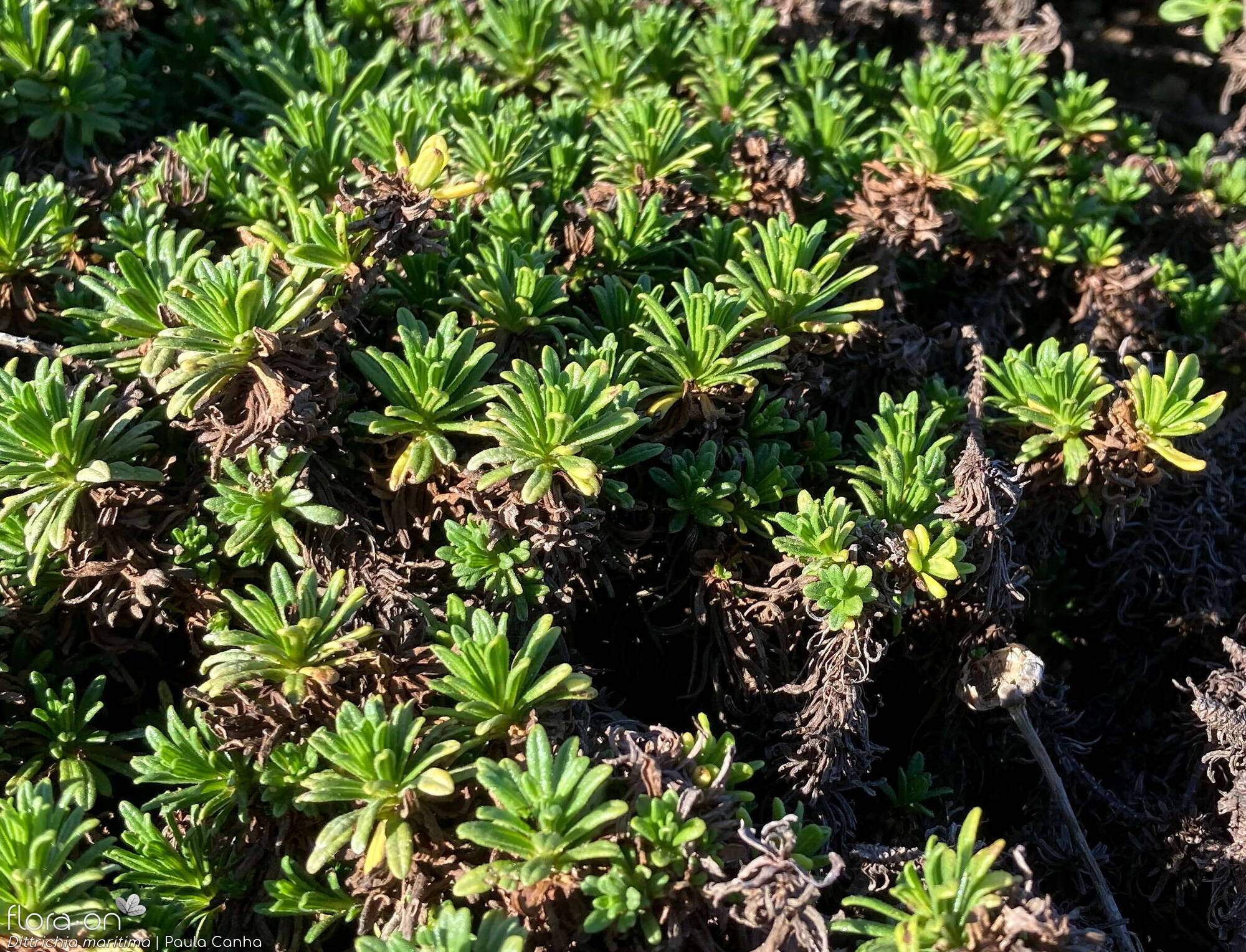 Dittrichia maritima - Hábito | Paula Canha; CC BY-NC 4.0