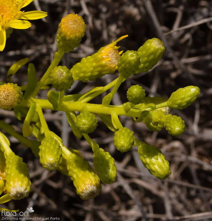 Dittrichia maritima - Flor (geral) | Miguel Porto; CC BY-NC 4.0