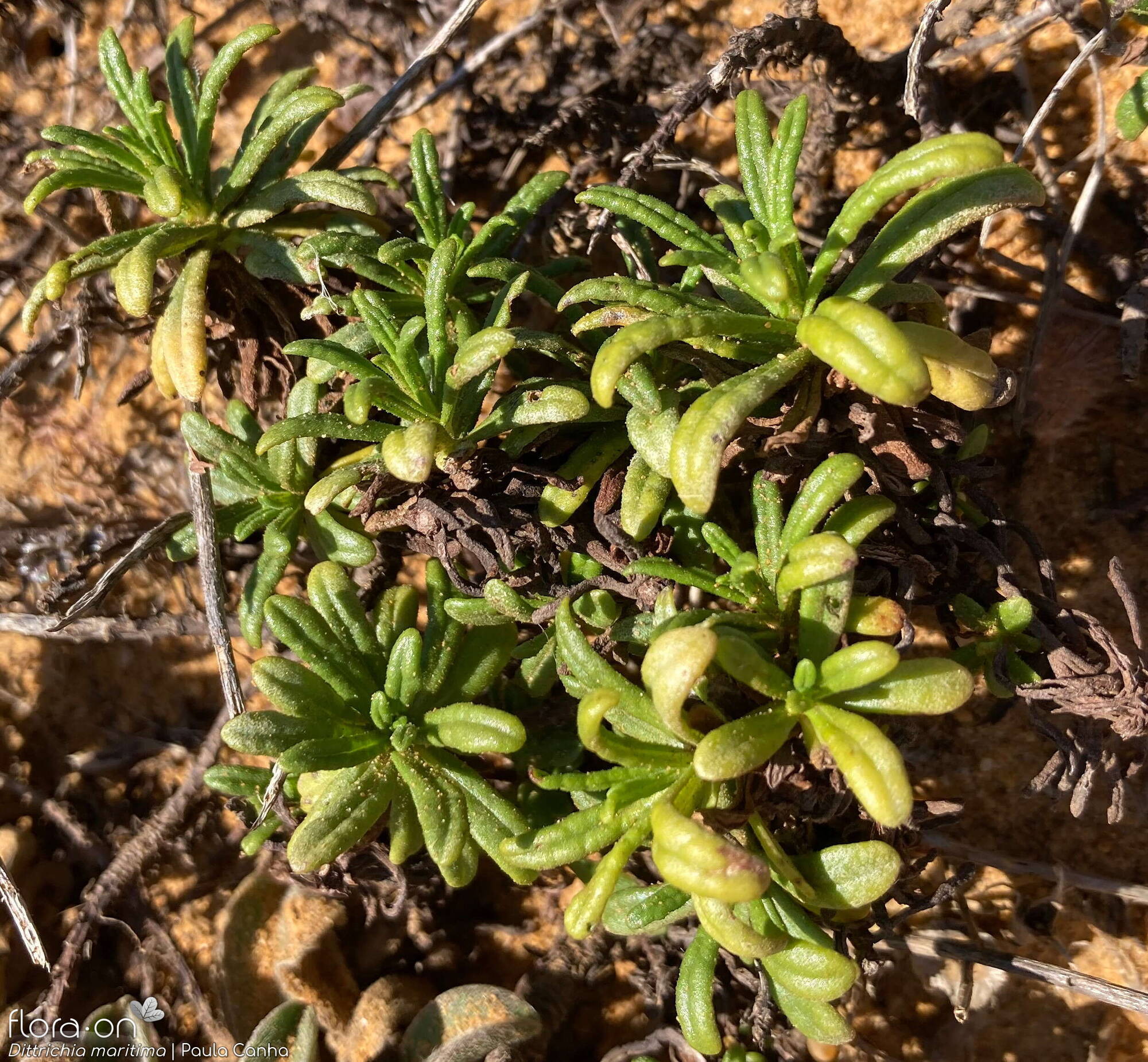 Dittrichia maritima - Folha (geral) | Paula Canha; CC BY-NC 4.0