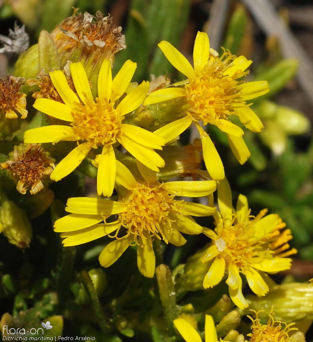 Dittrichia maritima - Capítulo | Pedro Arsénio; CC BY-NC 4.0