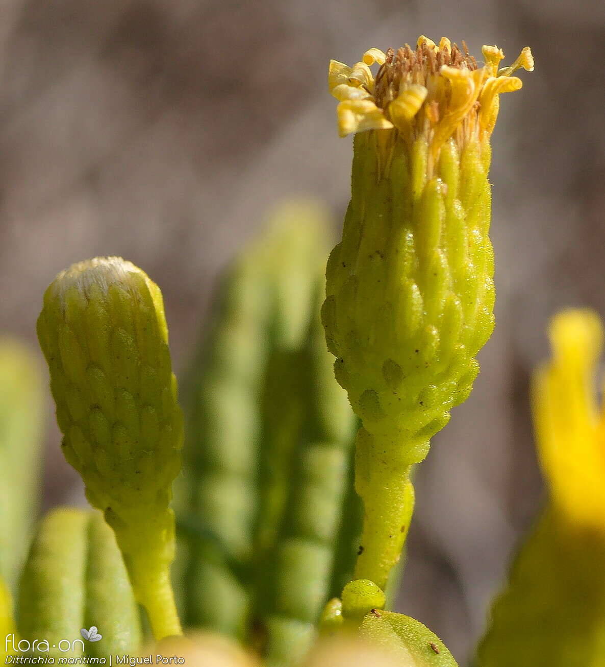 Dittrichia maritima - Capítulo | Miguel Porto; CC BY-NC 4.0