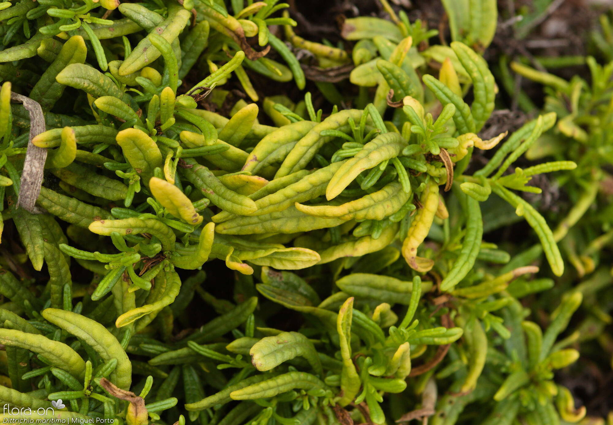 Dittrichia maritima - Folha | Miguel Porto; CC BY-NC 4.0