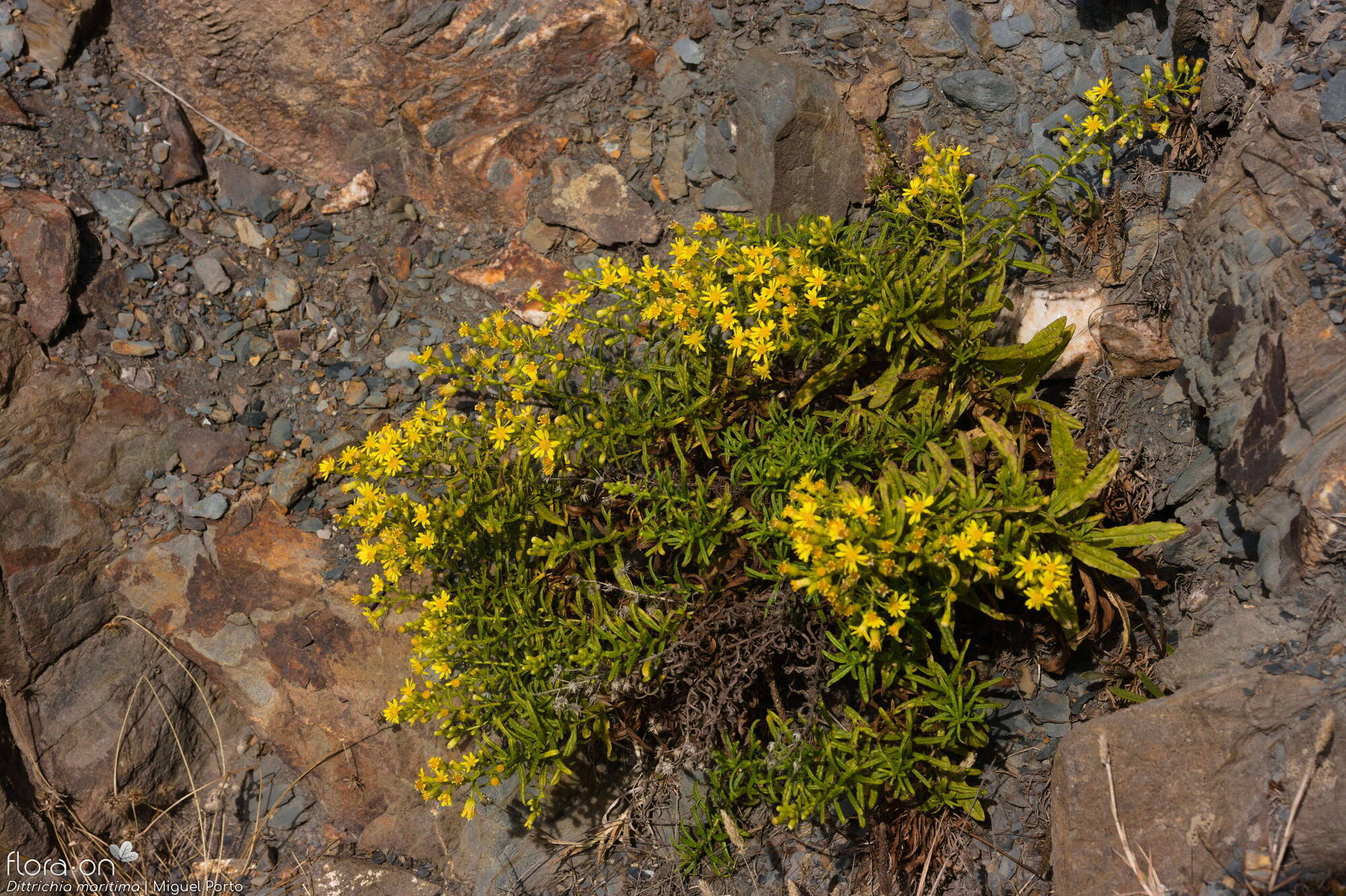 Dittrichia maritima - Hábito | Miguel Porto; CC BY-NC 4.0