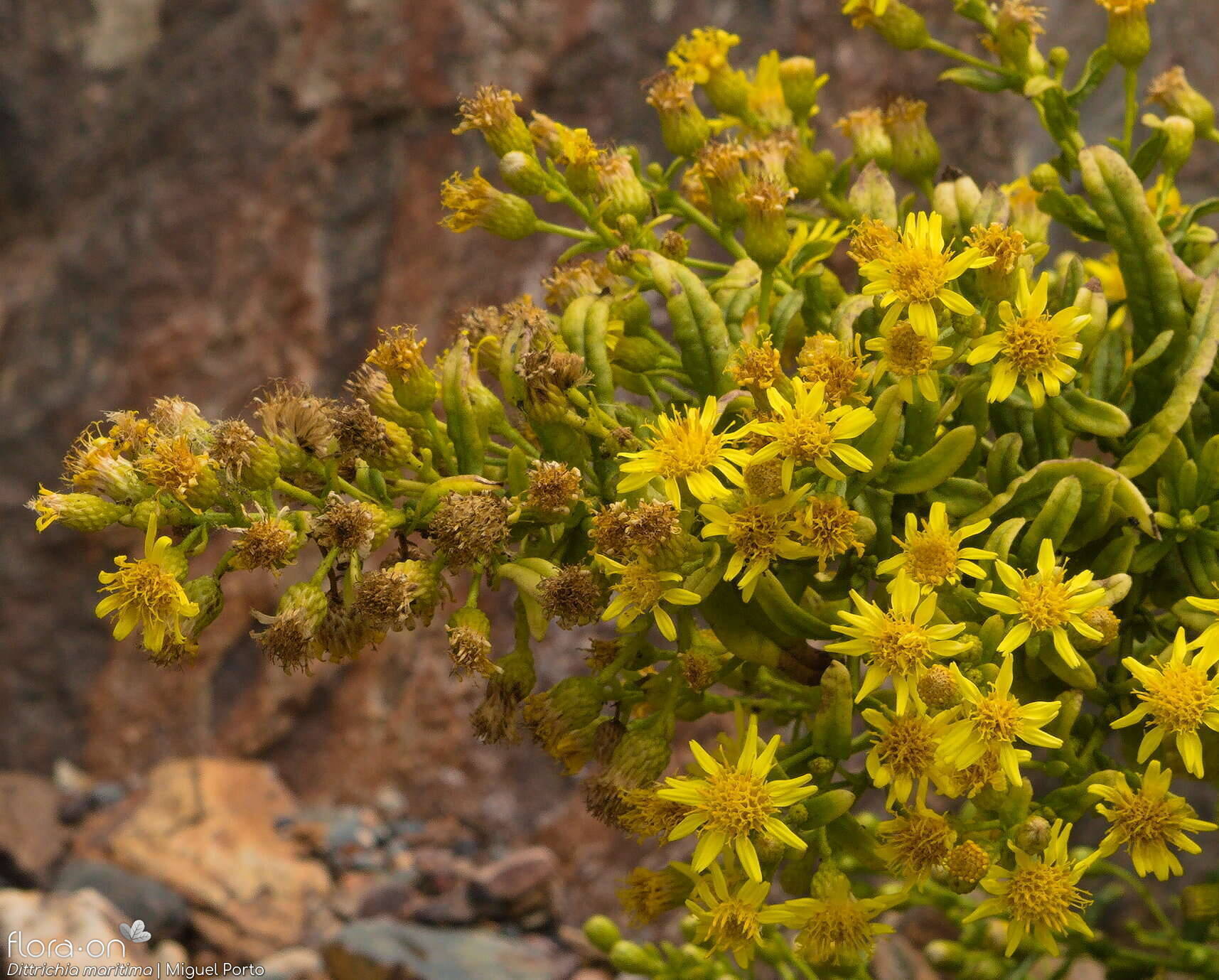 Dittrichia maritima - Flor (geral) | Miguel Porto; CC BY-NC 4.0