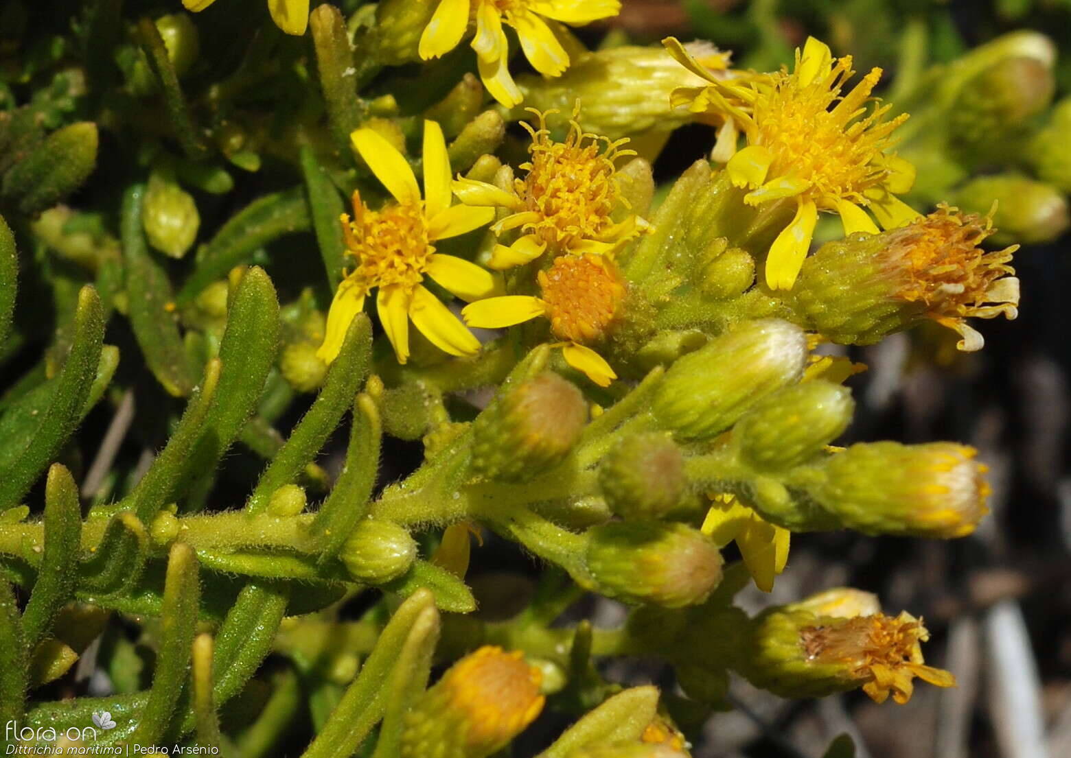 Dittrichia maritima - Flor (geral) | Pedro Arsénio; CC BY-NC 4.0