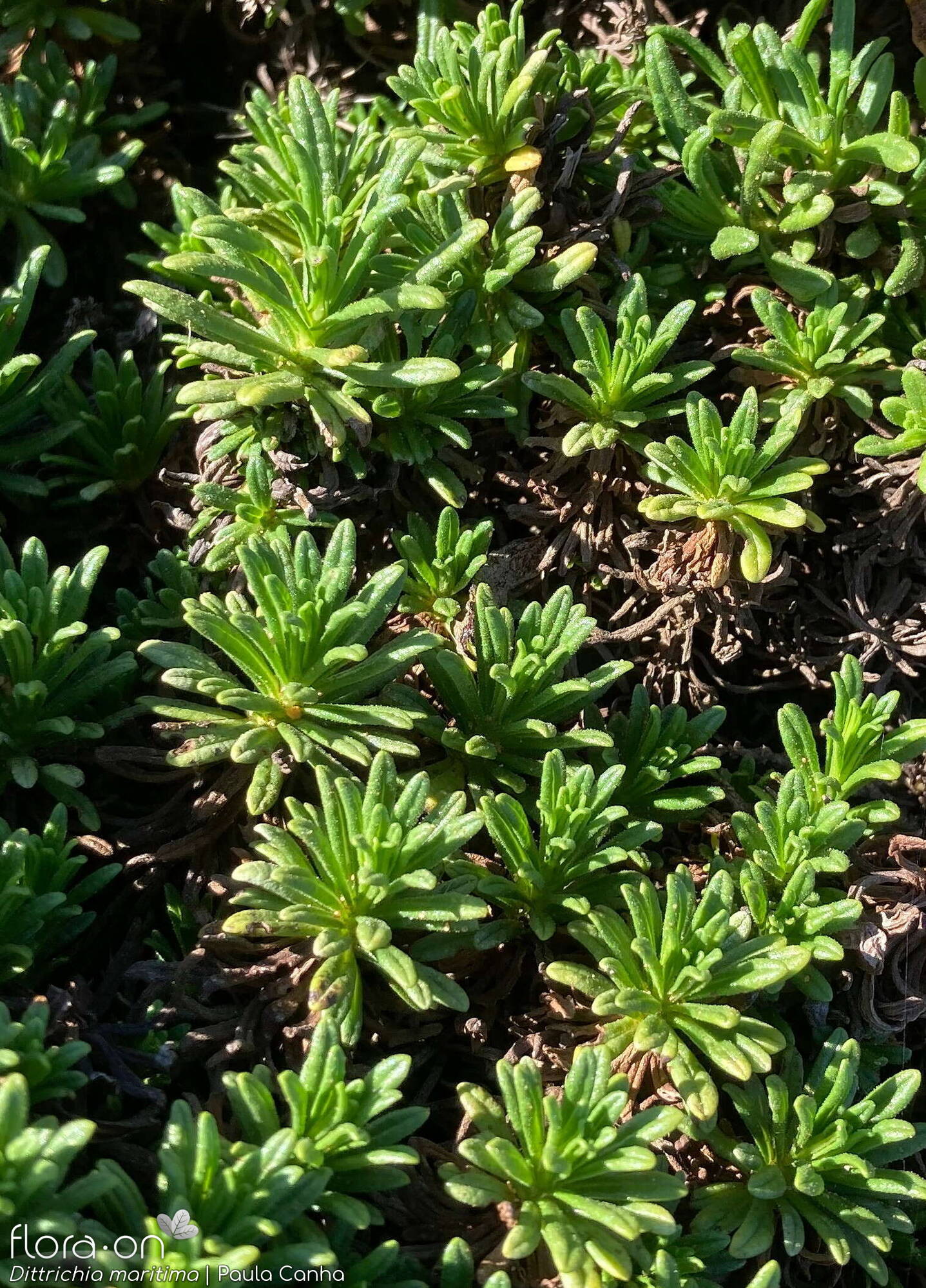 Dittrichia maritima - Hábito | Paula Canha; CC BY-NC 4.0