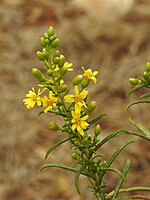 Dittrichia viscosa