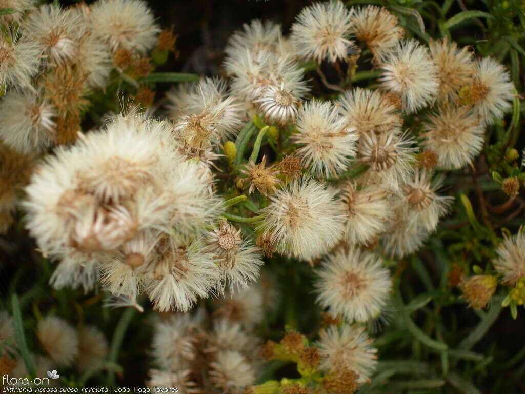 Dittrichia viscosa - Capítulo frutífero | João Tiago Tavares; CC BY-NC 4.0