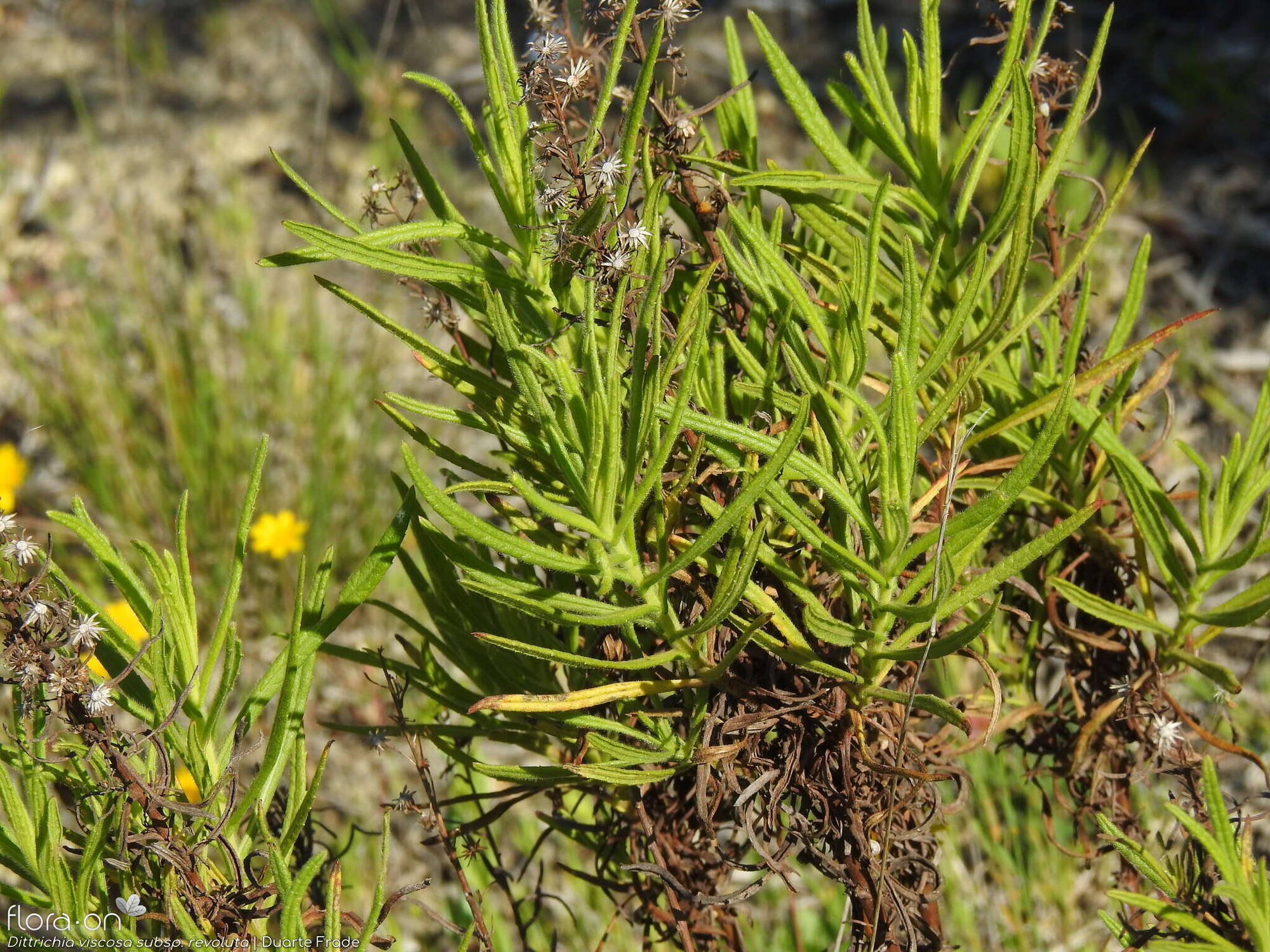 Dittrichia viscosa - Folha (geral) | Duarte Frade; CC BY-NC 4.0