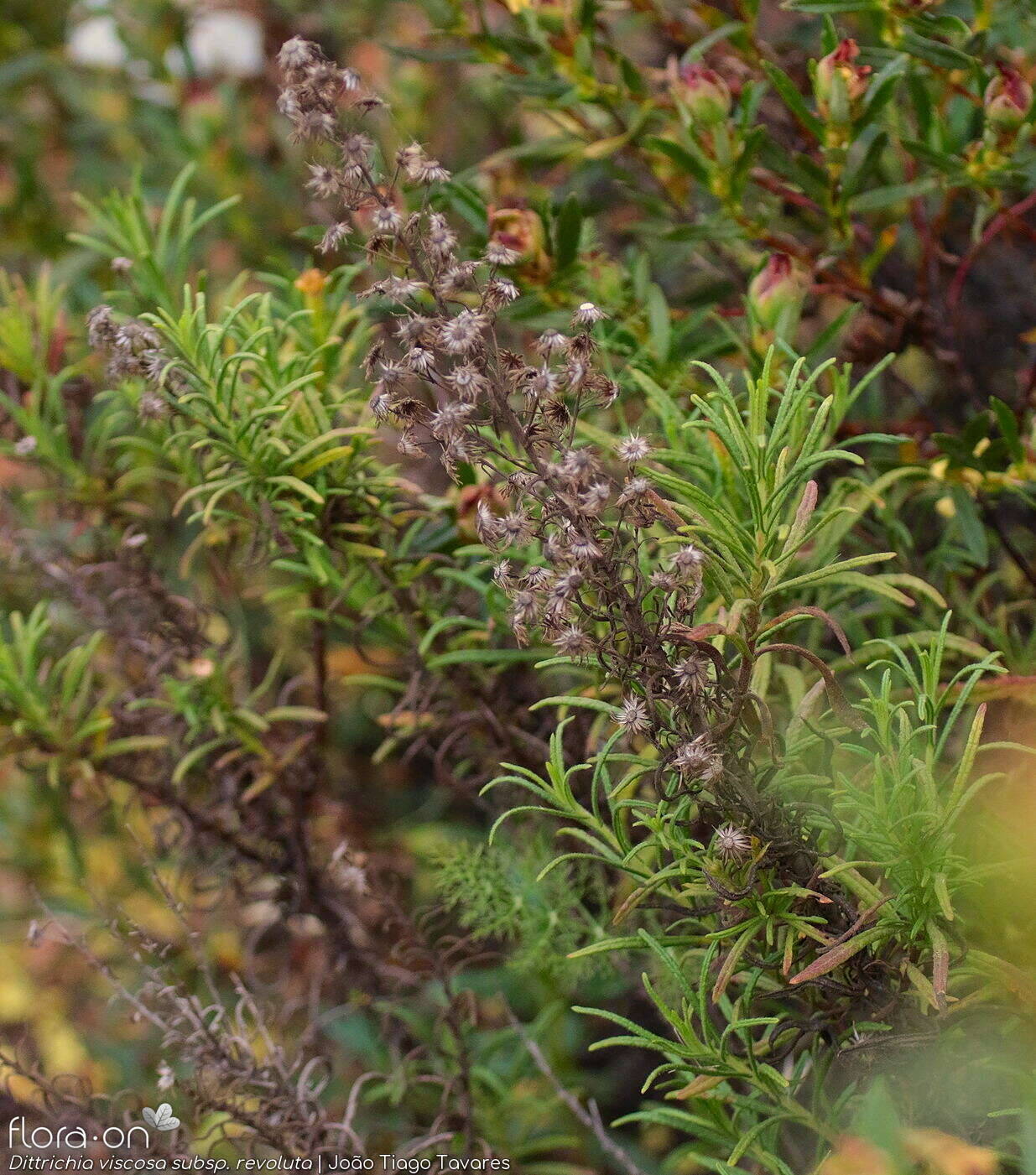 Dittrichia viscosa - Flor (geral) | João Tiago Tavares; CC BY-NC 4.0