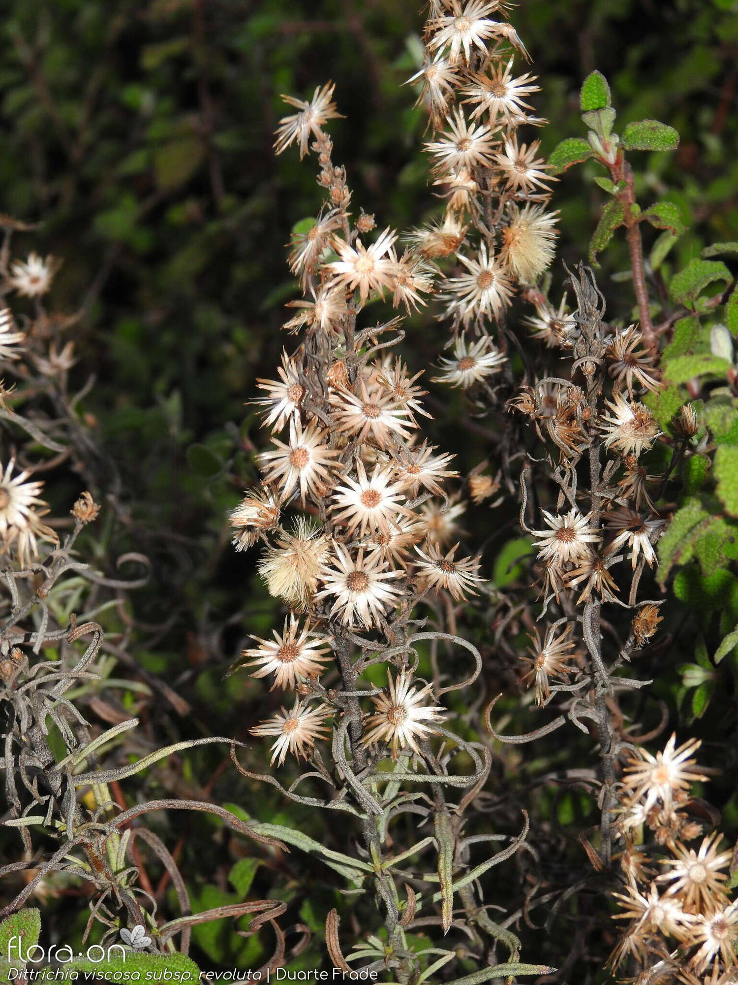 Dittrichia viscosa - Capítulo frutífero | Duarte Frade; CC BY-NC 4.0