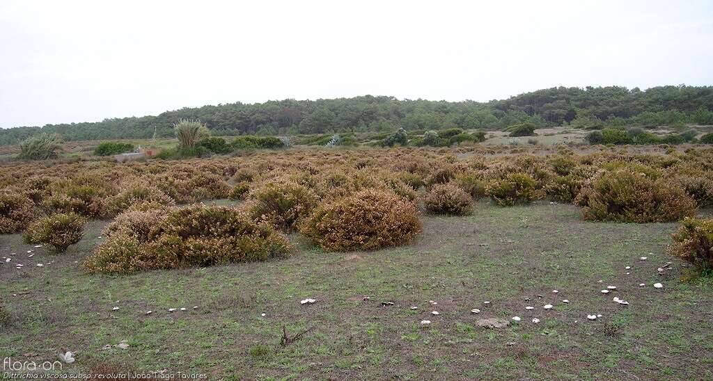 Dittrichia viscosa - Habitat | João Tiago Tavares; CC BY-NC 4.0