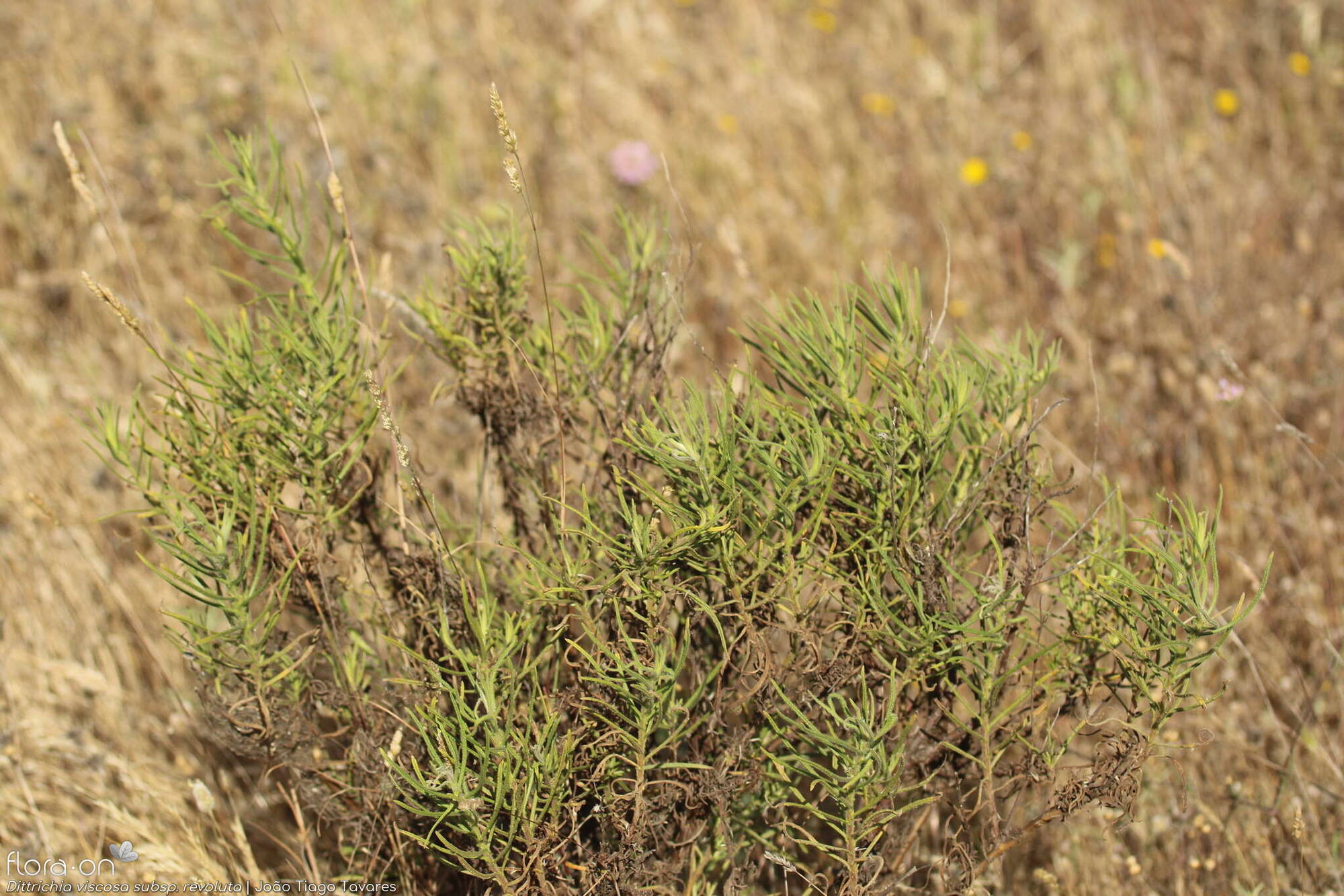 Dittrichia viscosa - Hábito | João Tiago Tavares; CC BY-NC 4.0