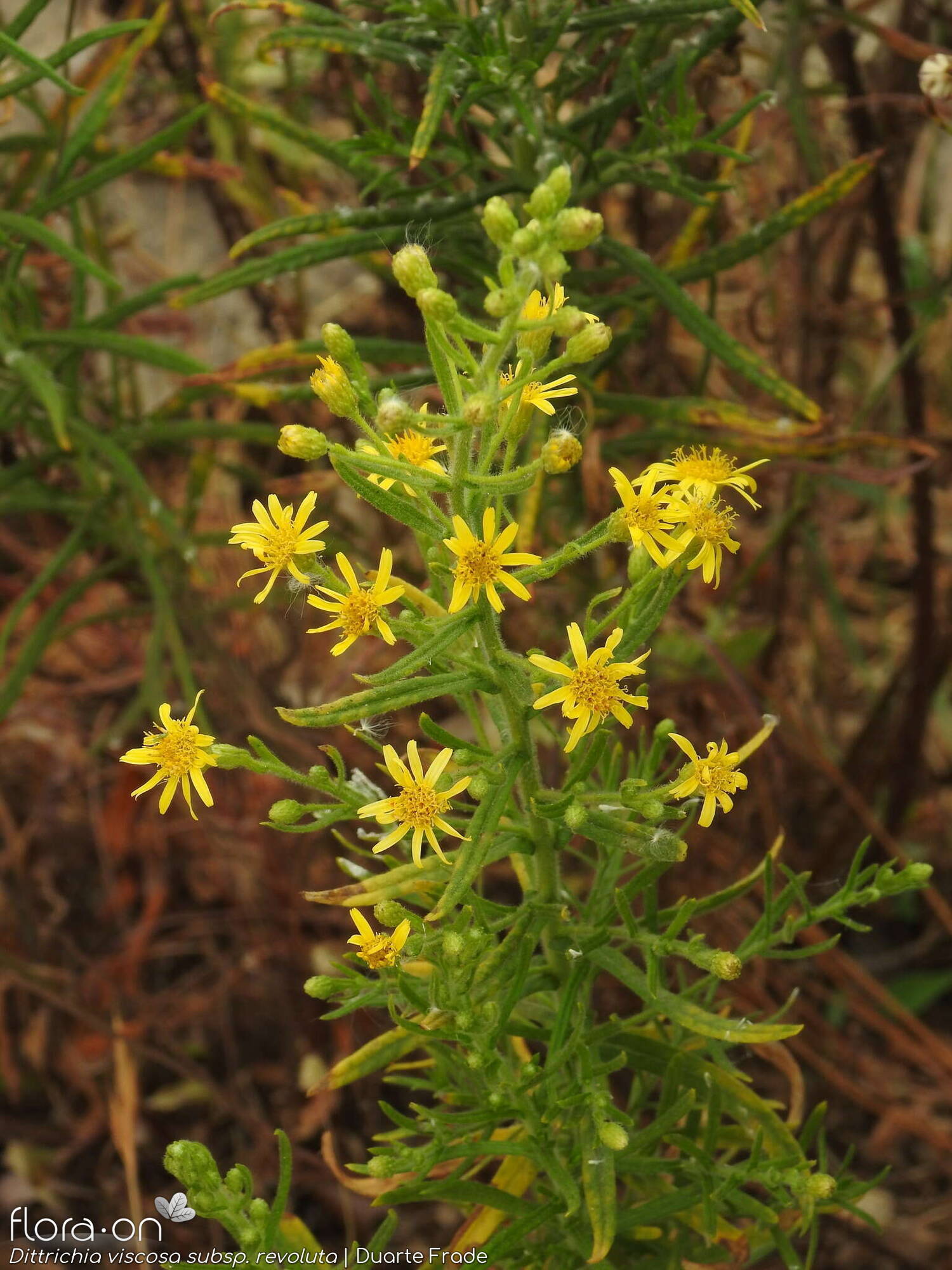 Dittrichia viscosa - Flor (geral) | Duarte Frade; CC BY-NC 4.0