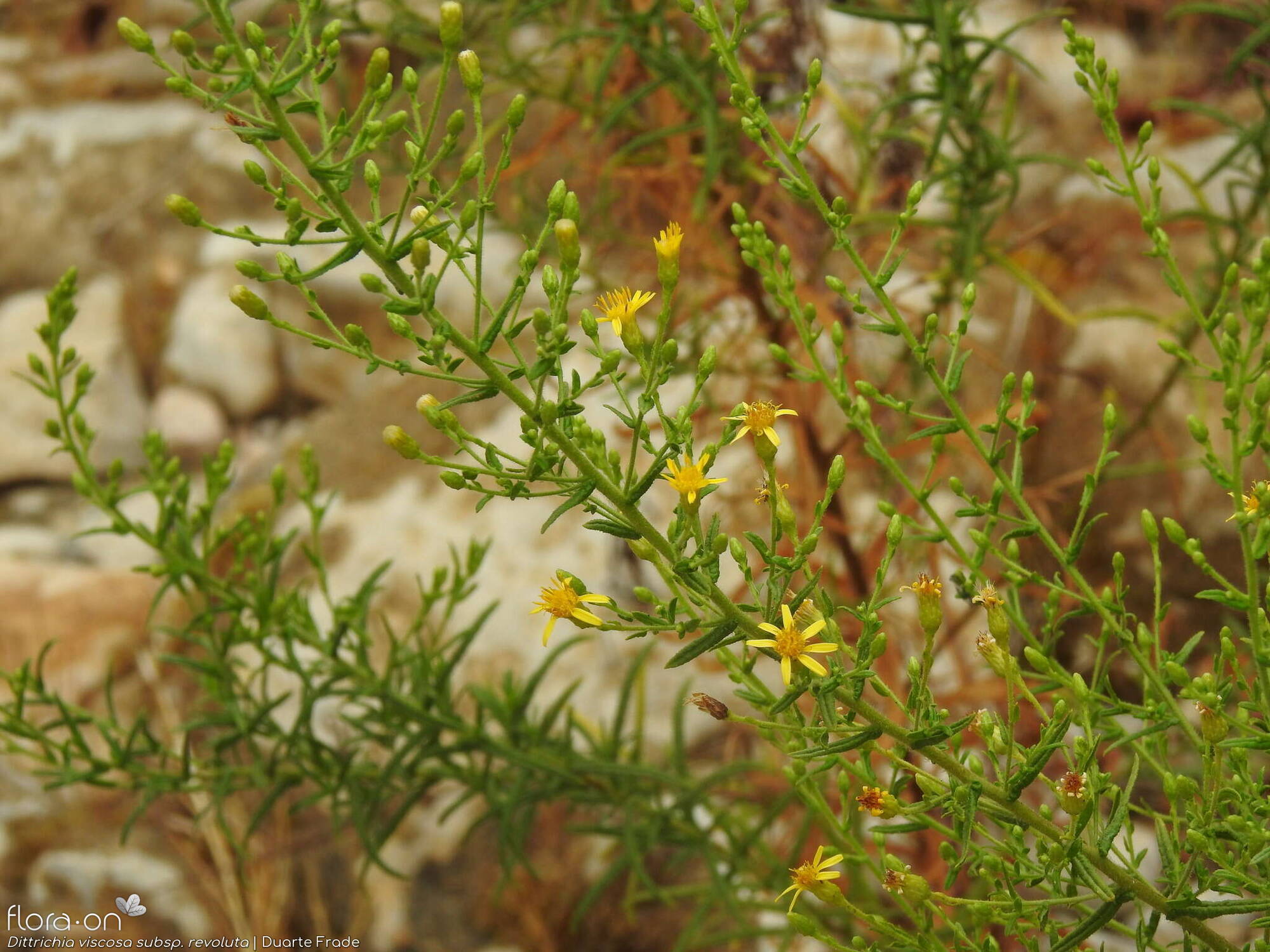Dittrichia viscosa - Flor (geral) | Duarte Frade; CC BY-NC 4.0