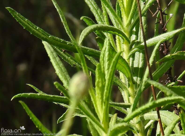 Dittrichia viscosa - Folha (geral) | Duarte Frade; CC BY-NC 4.0