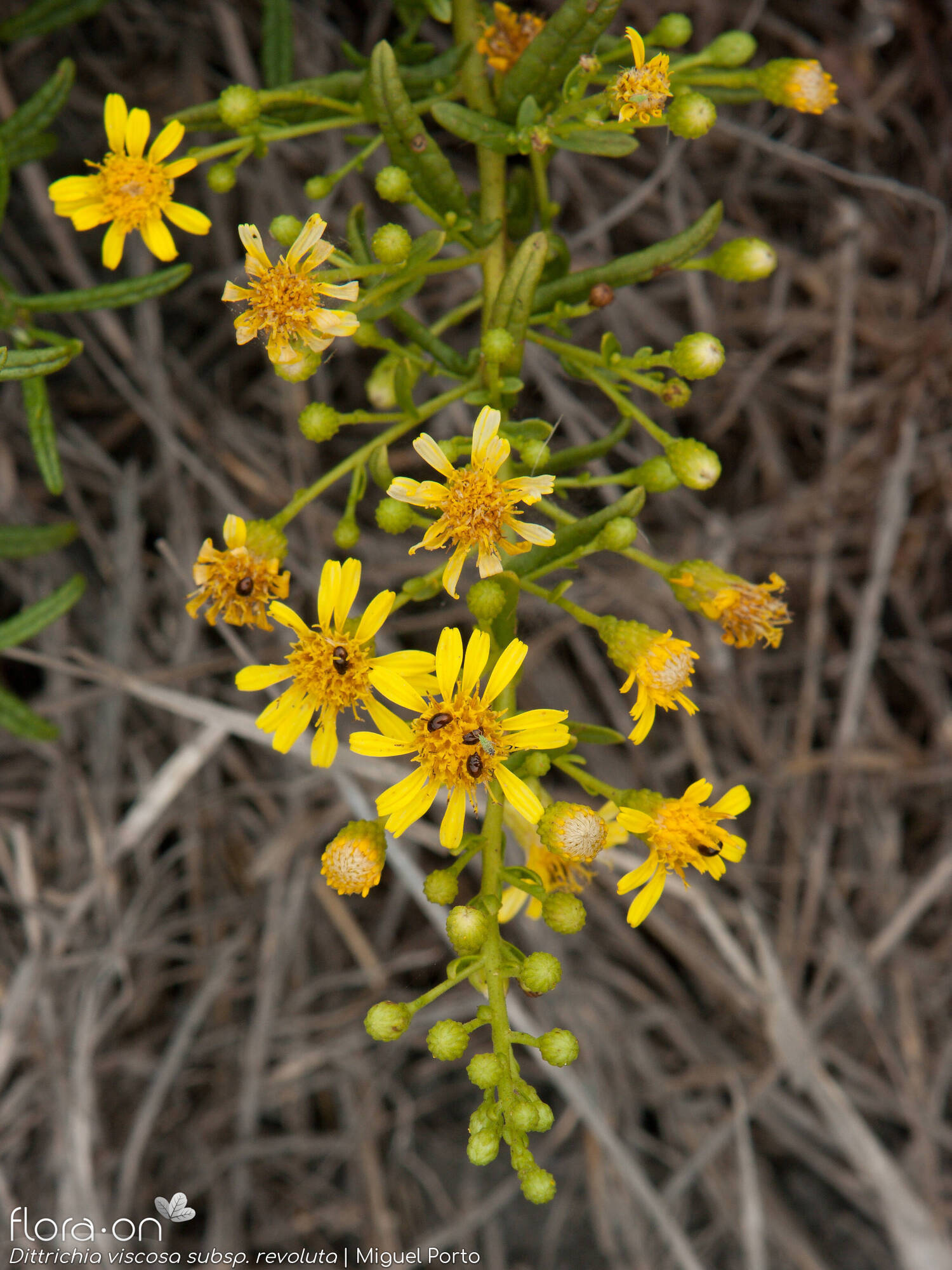 Dittrichia viscosa - Flor (geral) | Miguel Porto; CC BY-NC 4.0