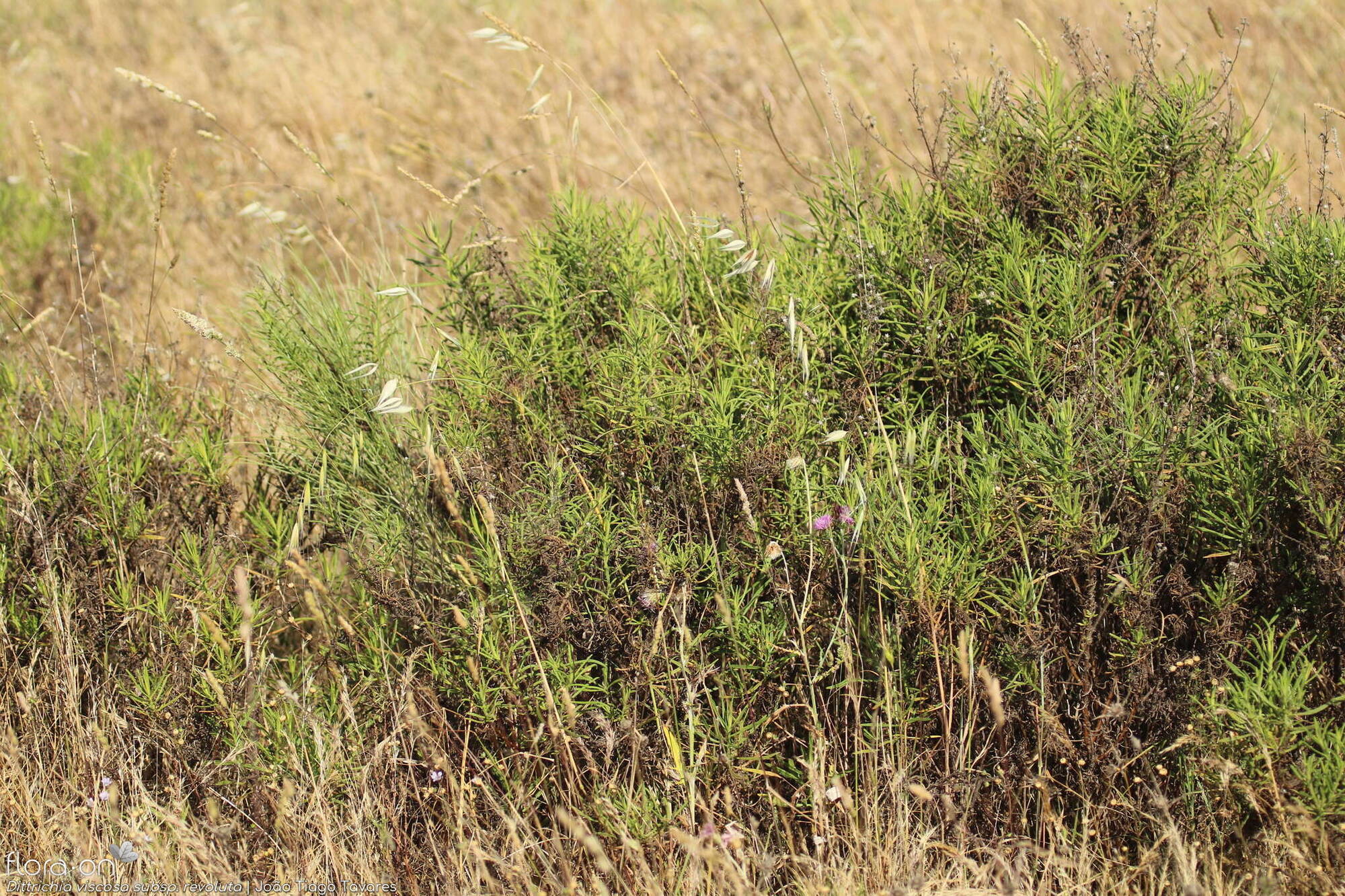Dittrichia viscosa - Hábito | João Tiago Tavares; CC BY-NC 4.0