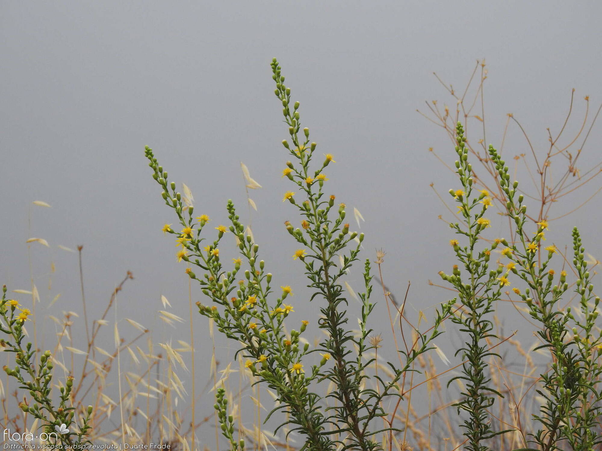 Dittrichia viscosa - Hábito | Duarte Frade; CC BY-NC 4.0