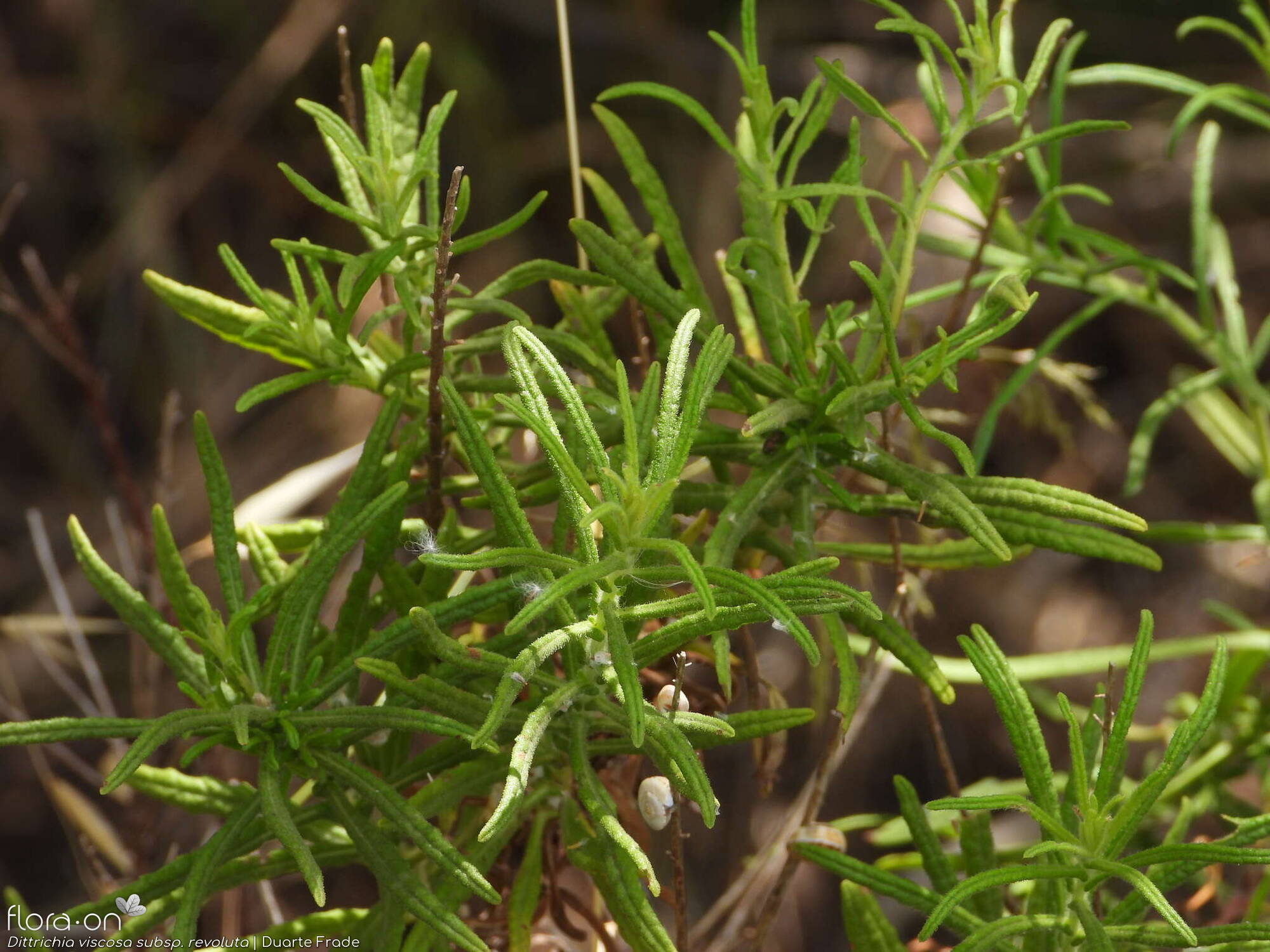 Dittrichia viscosa - Folha (geral) | Duarte Frade; CC BY-NC 4.0