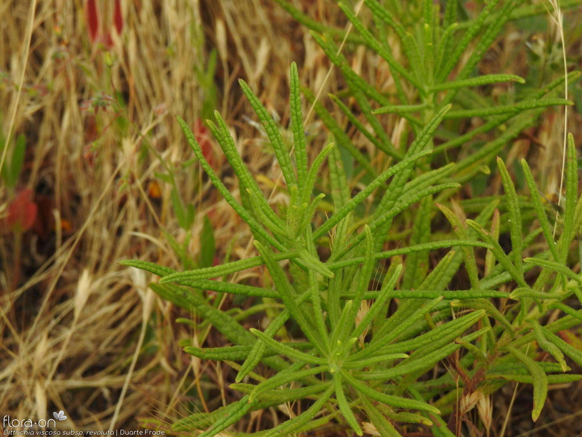 Dittrichia viscosa - Folha (geral) | Duarte Frade; CC BY-NC 4.0